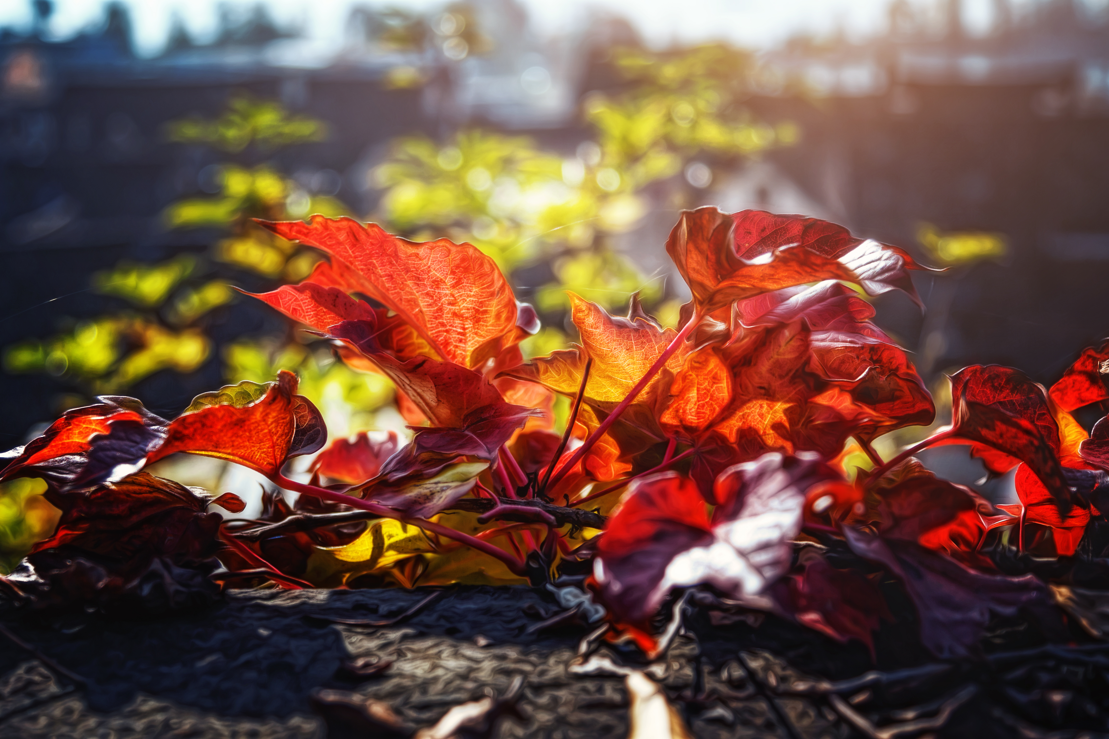 Handy-Wallpaper Herbst, Blatt, Bokeh, Erde/natur, Sonnenschein kostenlos herunterladen.