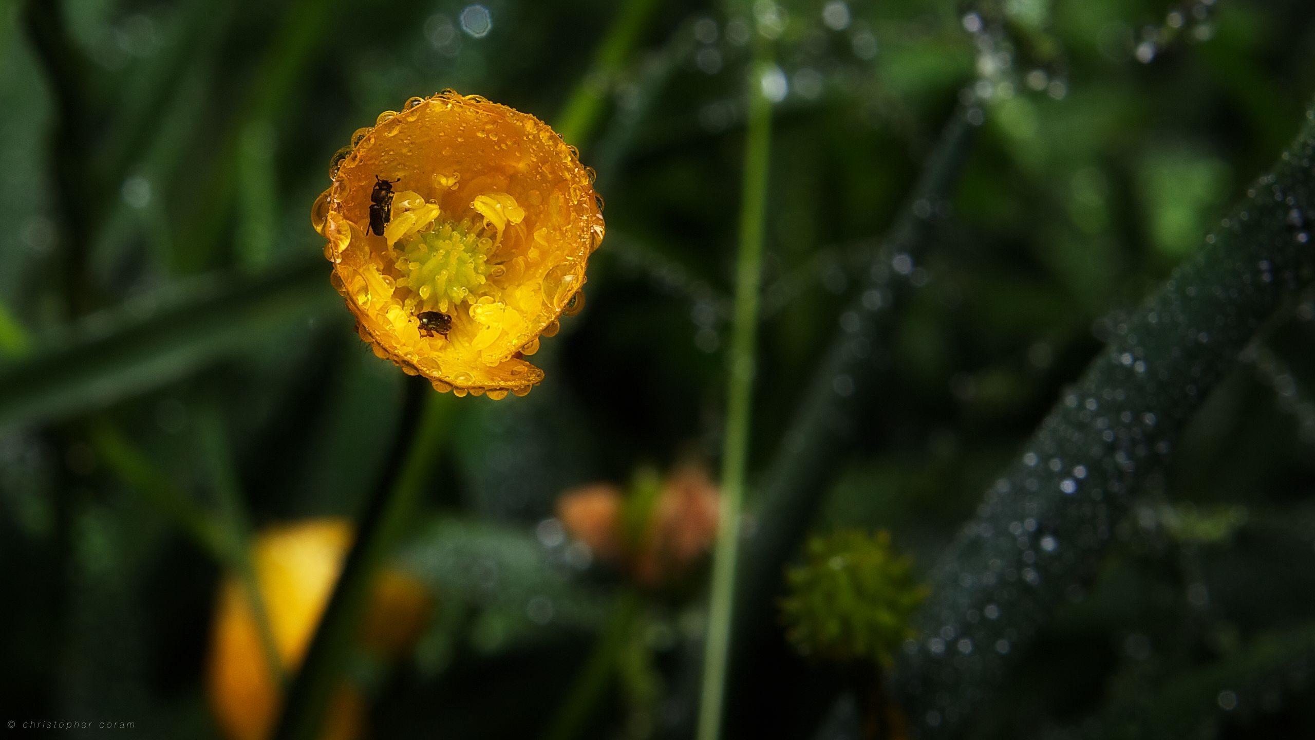 rain, macro, photography, buttercup, dew, gold, insect, meadow, sun, yellow