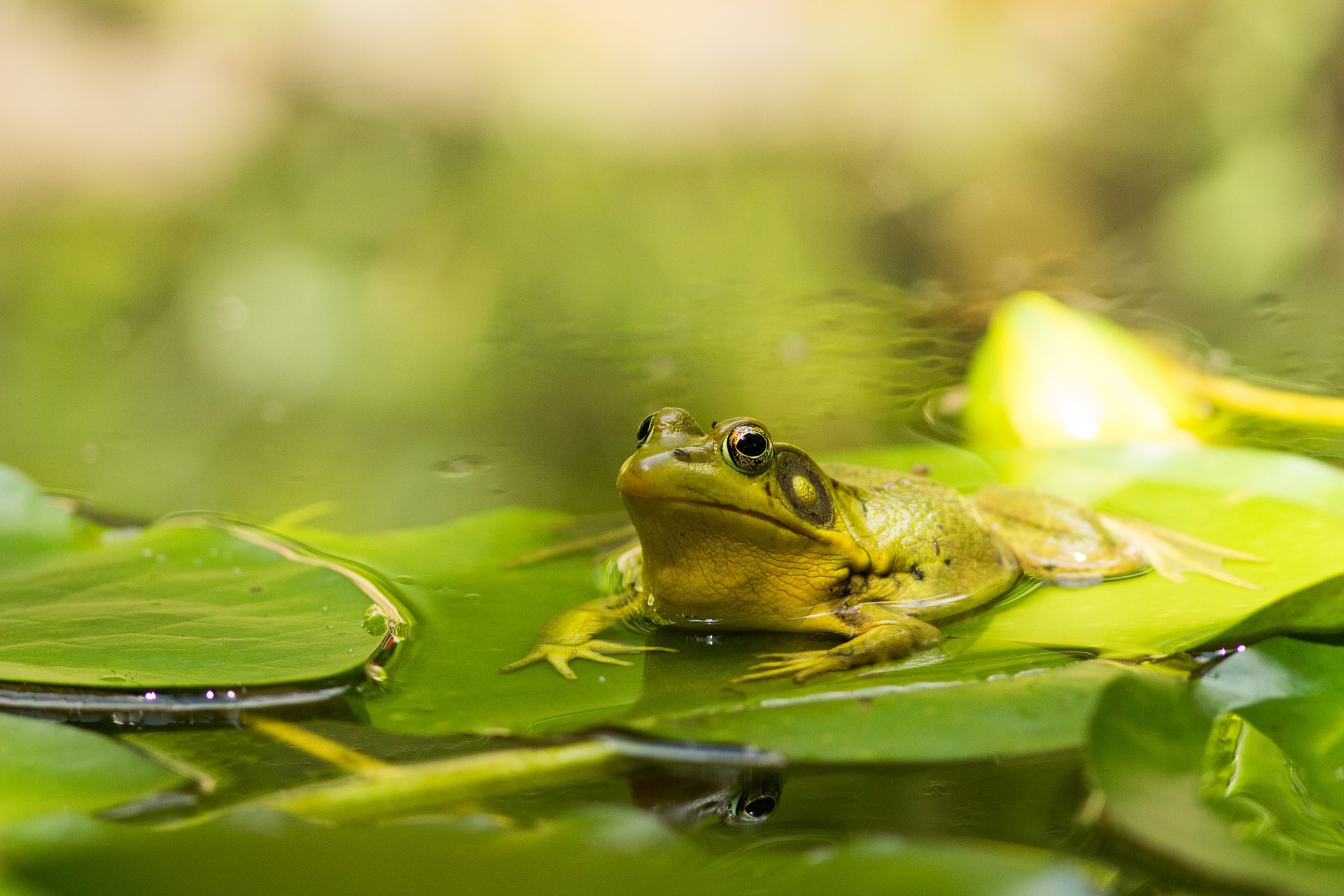 Download mobile wallpaper Frogs, Animal, Frog, Amphibian, Greenery for free.
