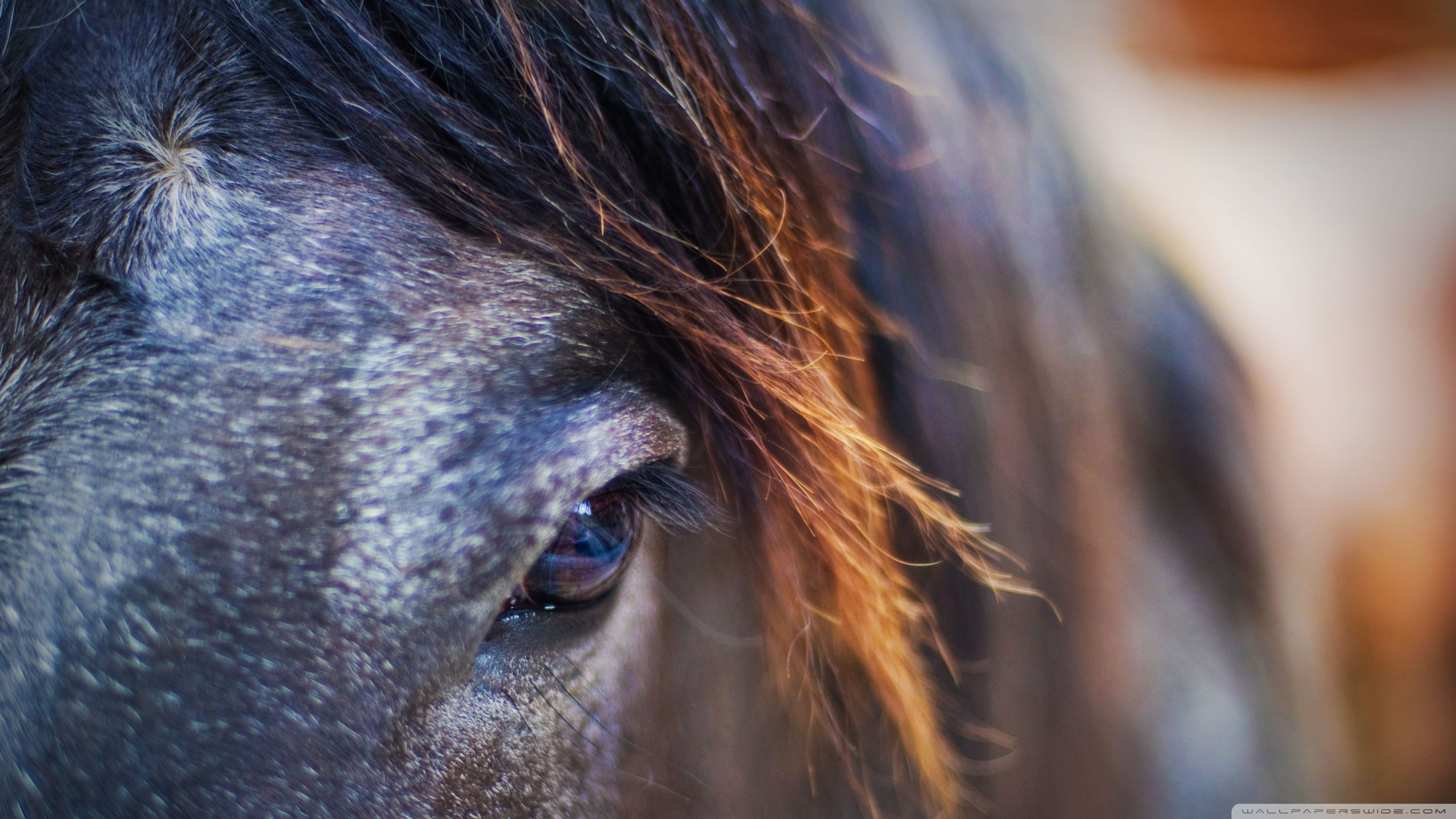 Descarga gratuita de fondo de pantalla para móvil de Animales, Caballo.