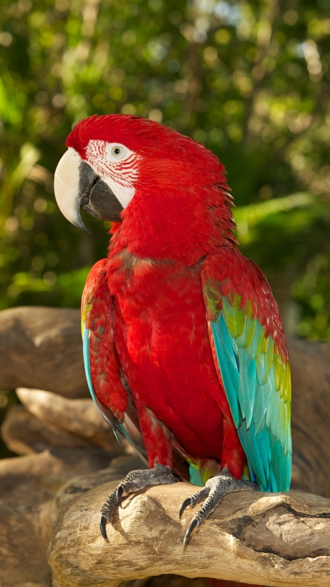 Download mobile wallpaper Birds, Bird, Animal, Bokeh, Macaw, Parrot, Red And Green Macaw for free.