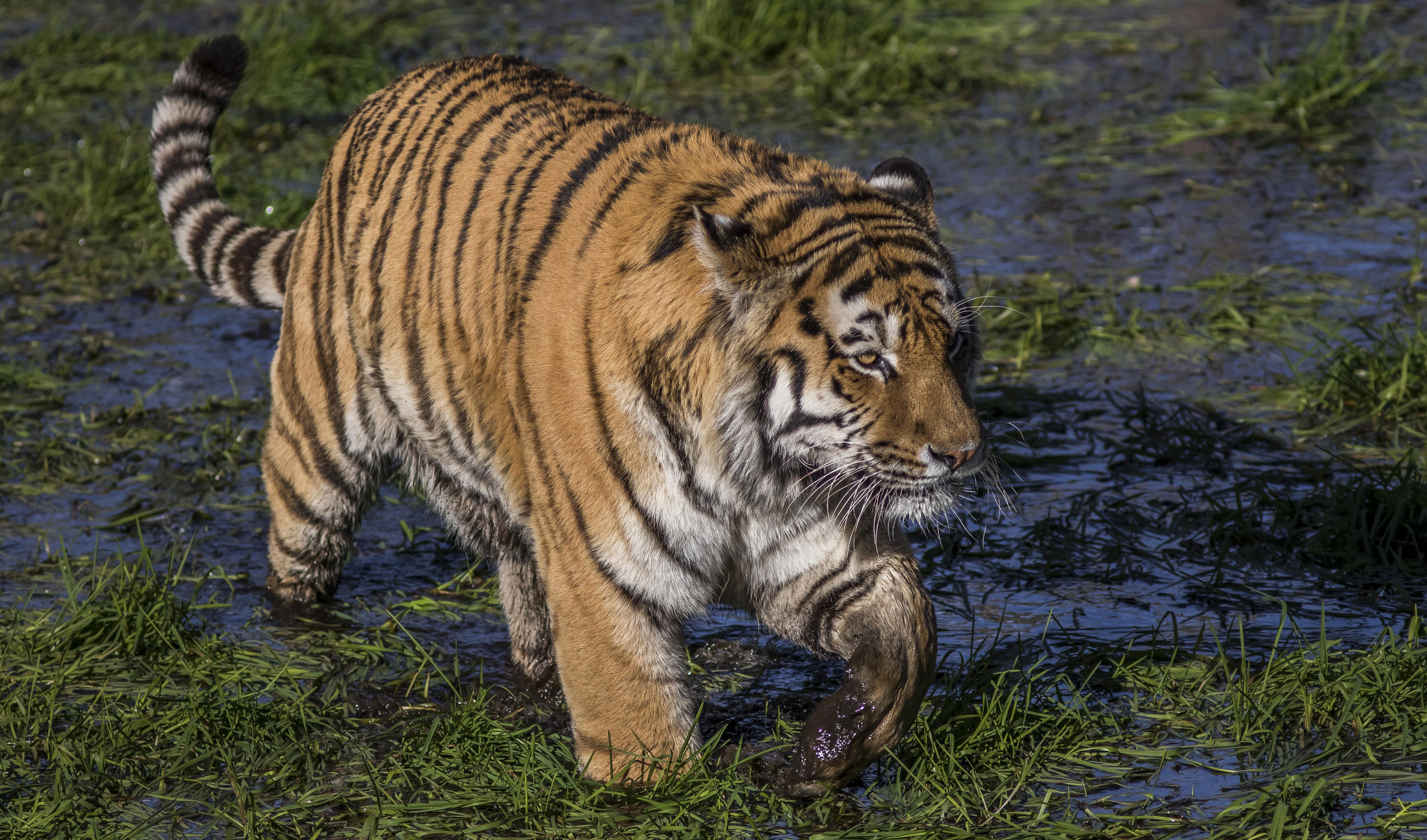 Téléchargez des papiers peints mobile Animaux, Chats, Tigre gratuitement.