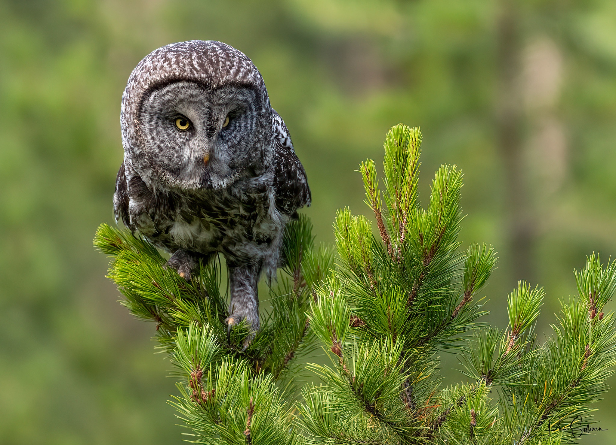Laden Sie das Tiere, Vögel, Eule, Vogel, Waldkauz-Bild kostenlos auf Ihren PC-Desktop herunter
