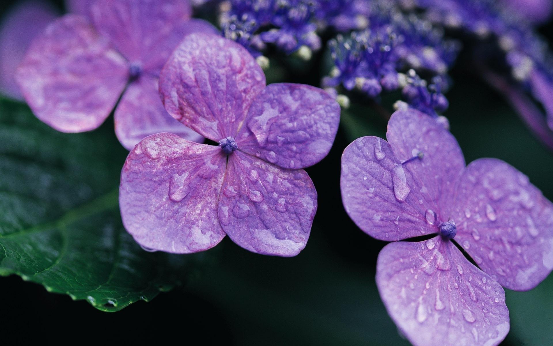 Download mobile wallpaper Hydrangea, Water Drop, Flowers, Flower, Earth for free.