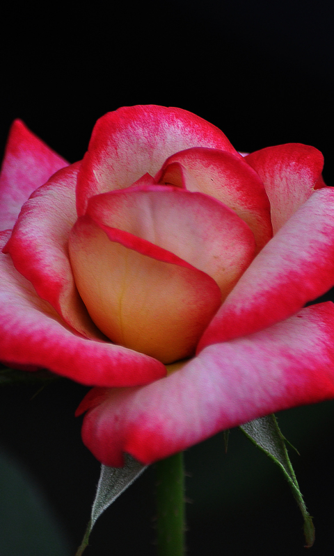 無料モバイル壁紙フラワーズ, 花, 薔薇, 閉じる, 地球, 幹, ピンクのバラをダウンロードします。