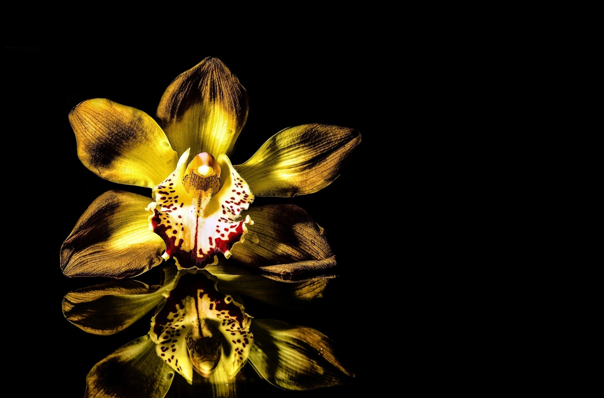 Descarga gratis la imagen Flores, Flor, Orquídea, Flor Amarilla, Tierra/naturaleza, Reflejo en el escritorio de tu PC