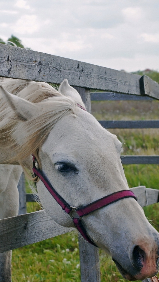 Descarga gratuita de fondo de pantalla para móvil de Animales, Caballo.