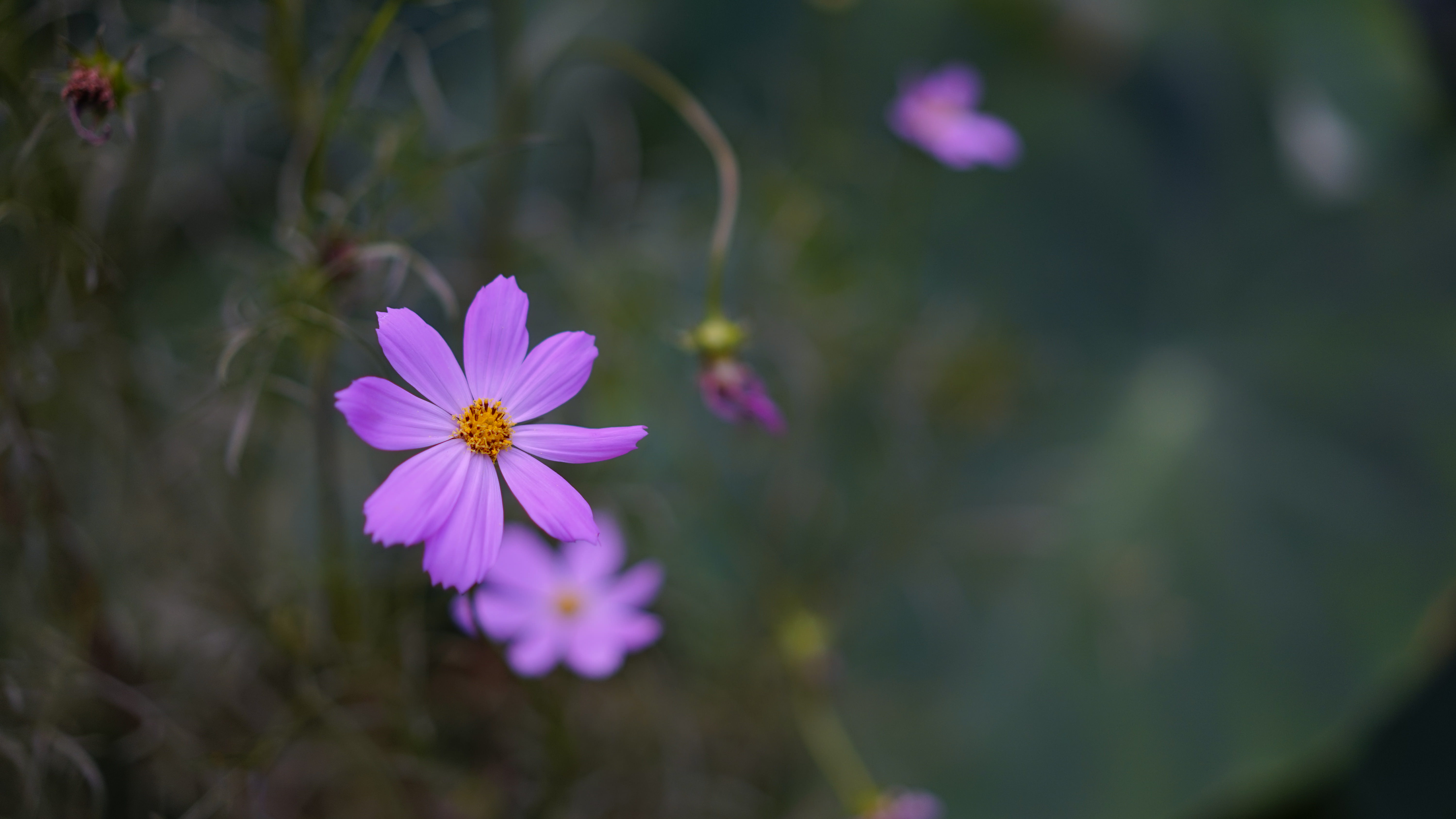 blur, kosmeya, flowers, flower, smooth, close up, bloom, flowering, cosmos 2160p
