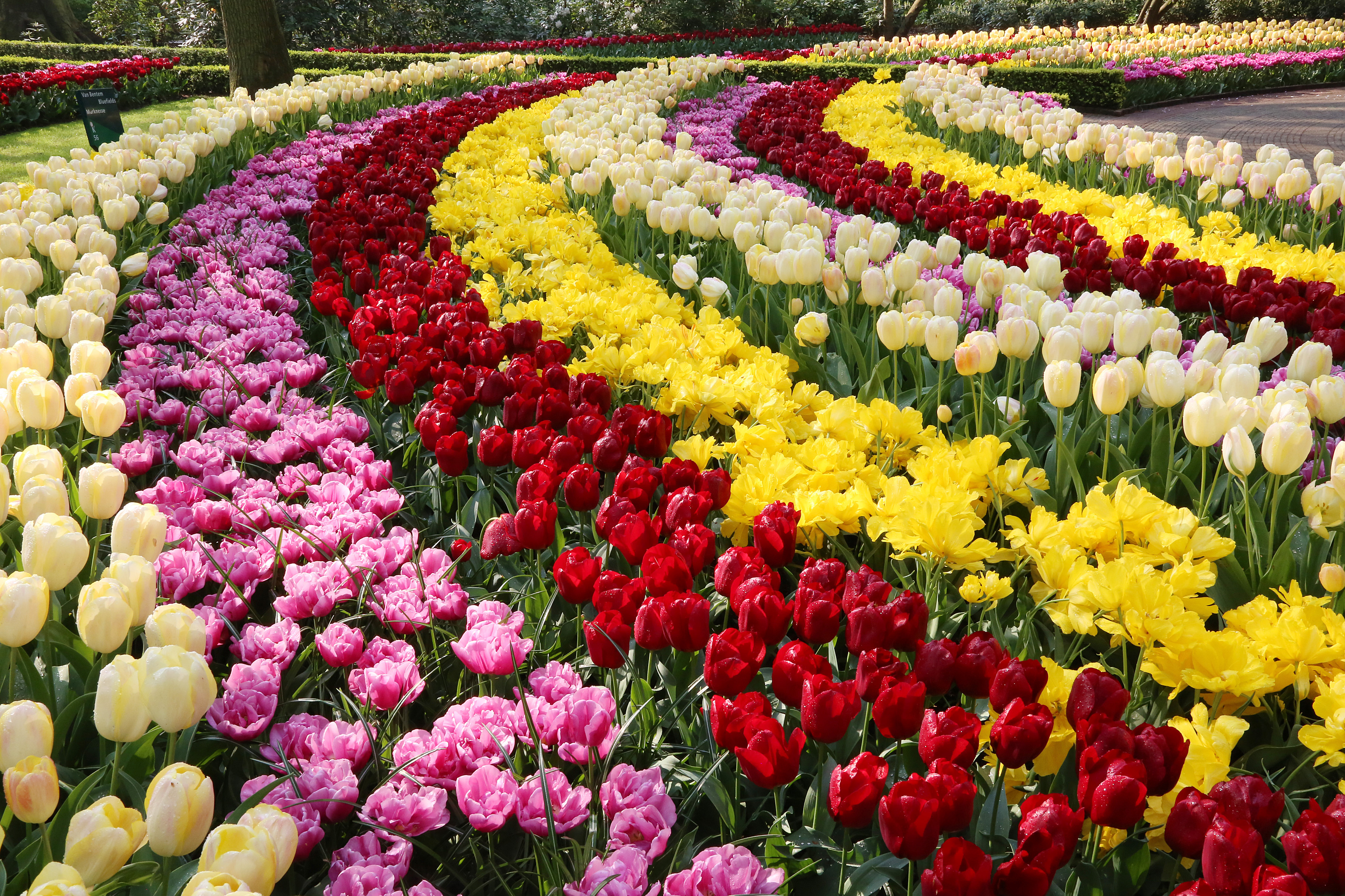 Baixar papel de parede para celular de Flores, Verão, Flor, Parque, Cores, Colorido, Tulipa, Terra/natureza gratuito.