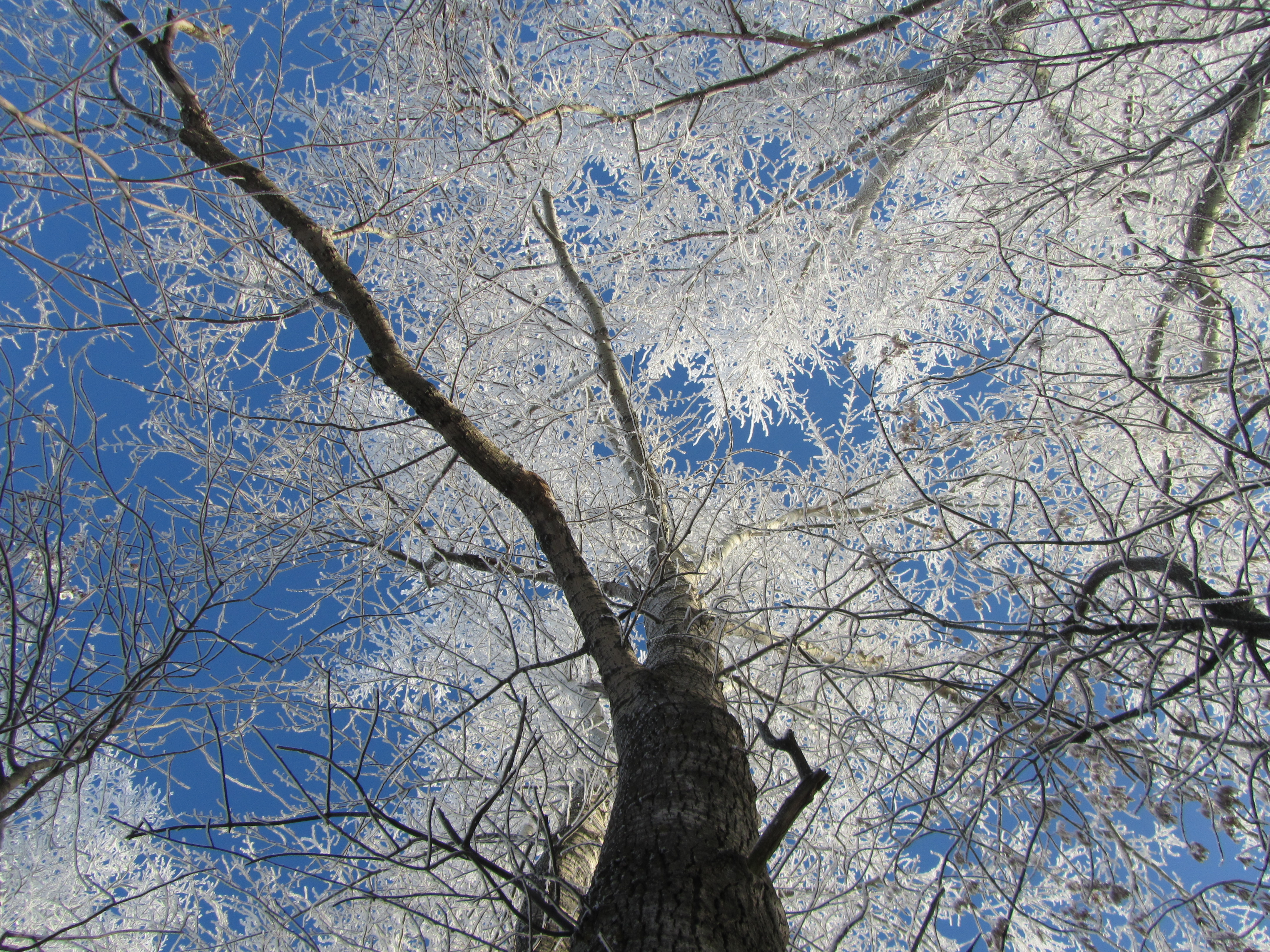 Descarga gratis la imagen Árbol, Tierra/naturaleza en el escritorio de tu PC