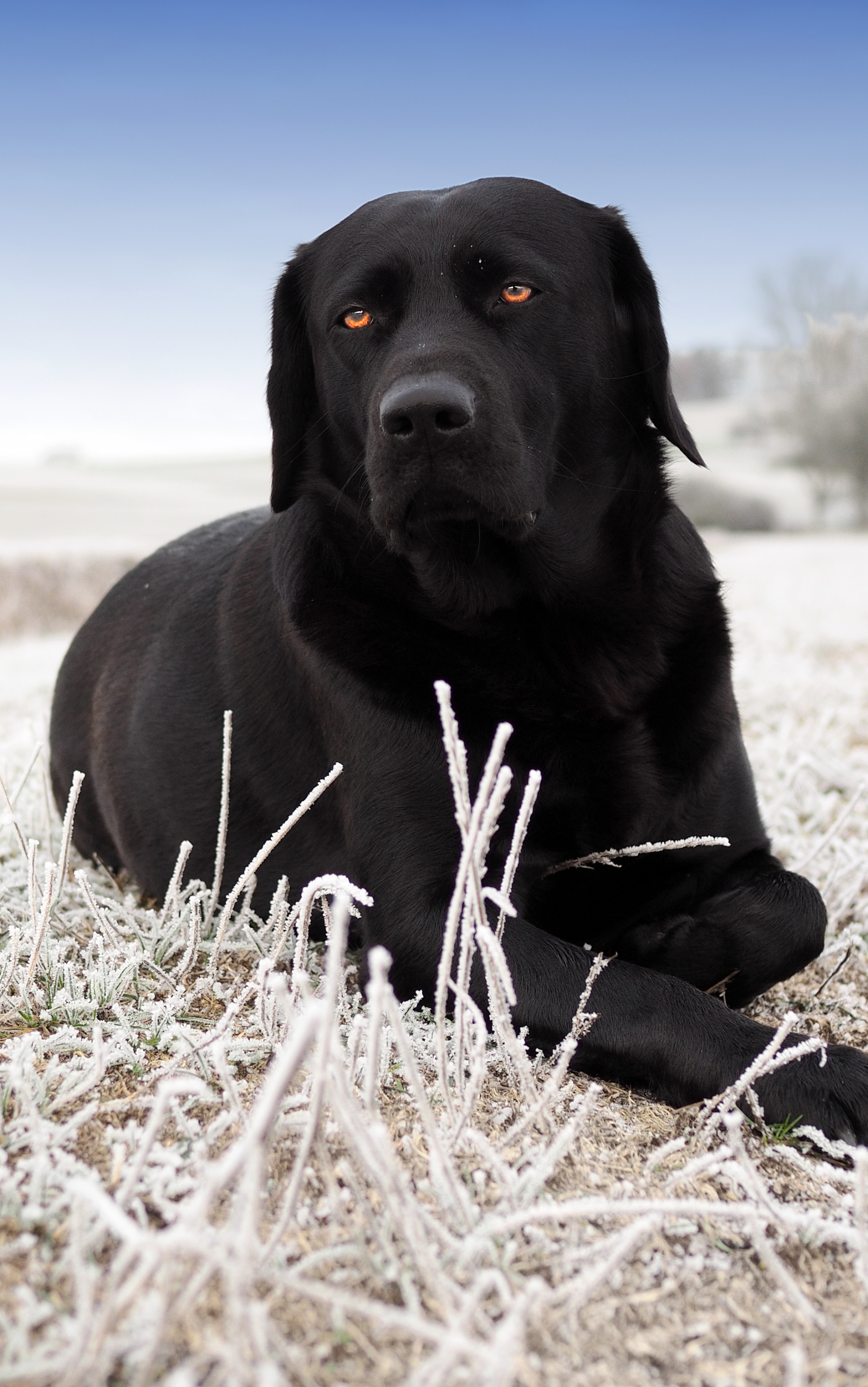 Download mobile wallpaper Dogs, Animal, Labrador Retriever for free.