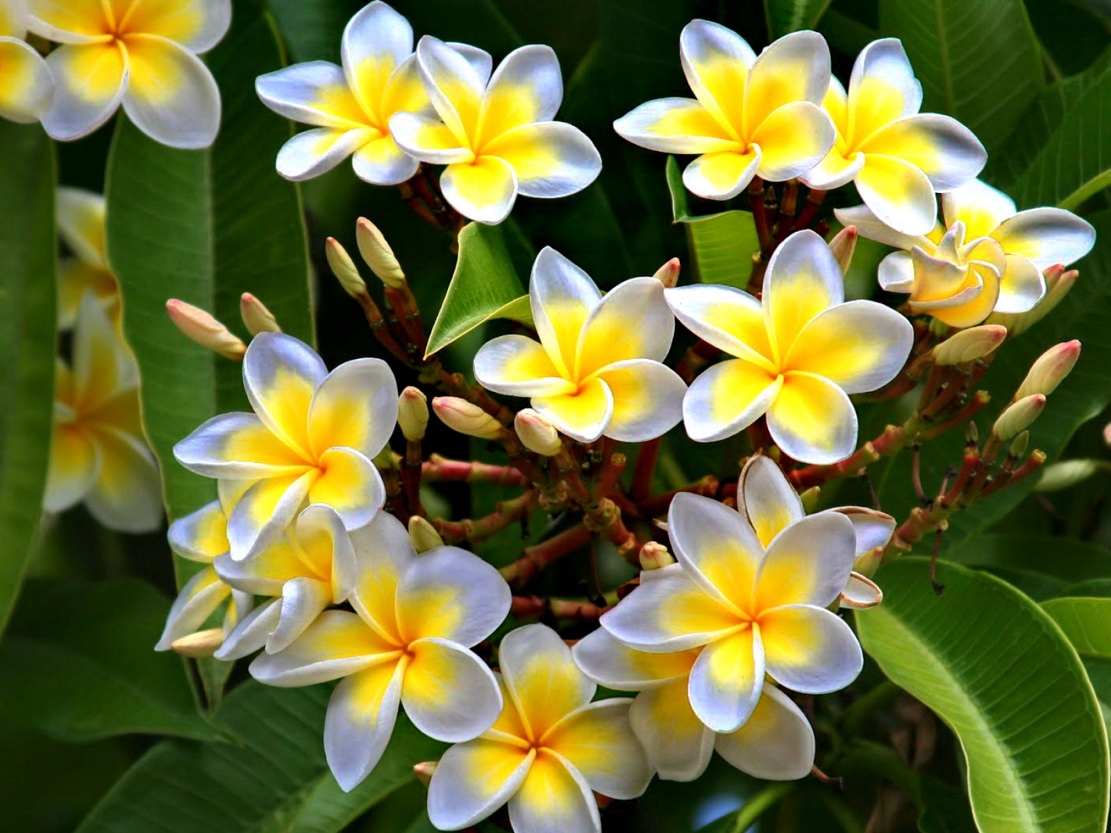 Baixe gratuitamente a imagem Natureza, Flores, Flor, Flor Branca, Frangipani, Terra/natureza na área de trabalho do seu PC