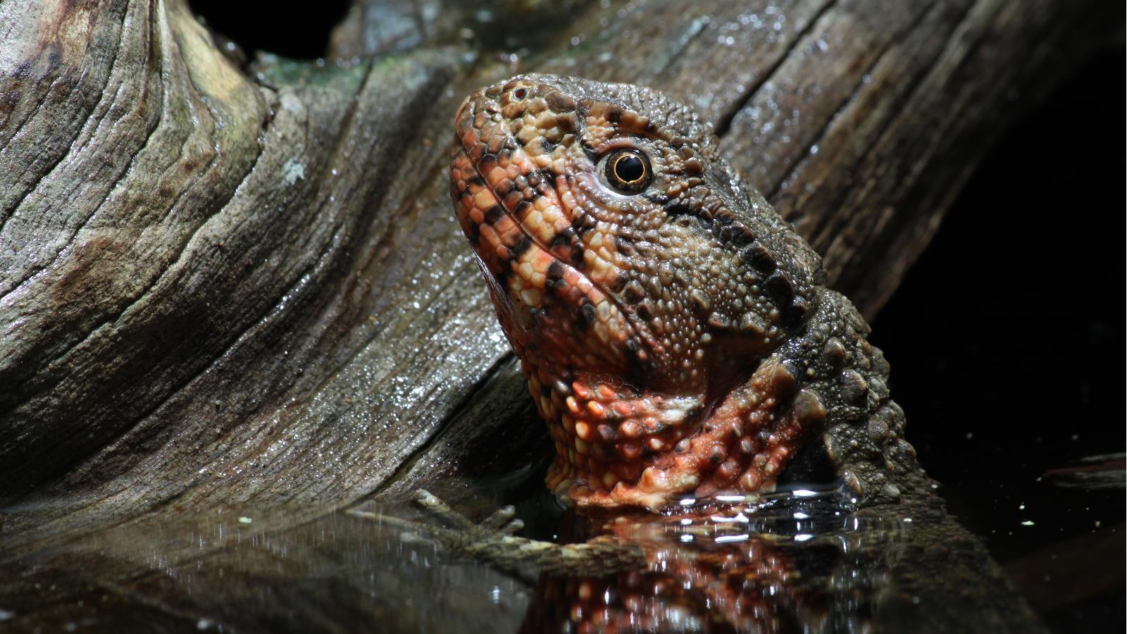 Melhores papéis de parede de Lagarto De Crocodilo Chinês para tela do telefone