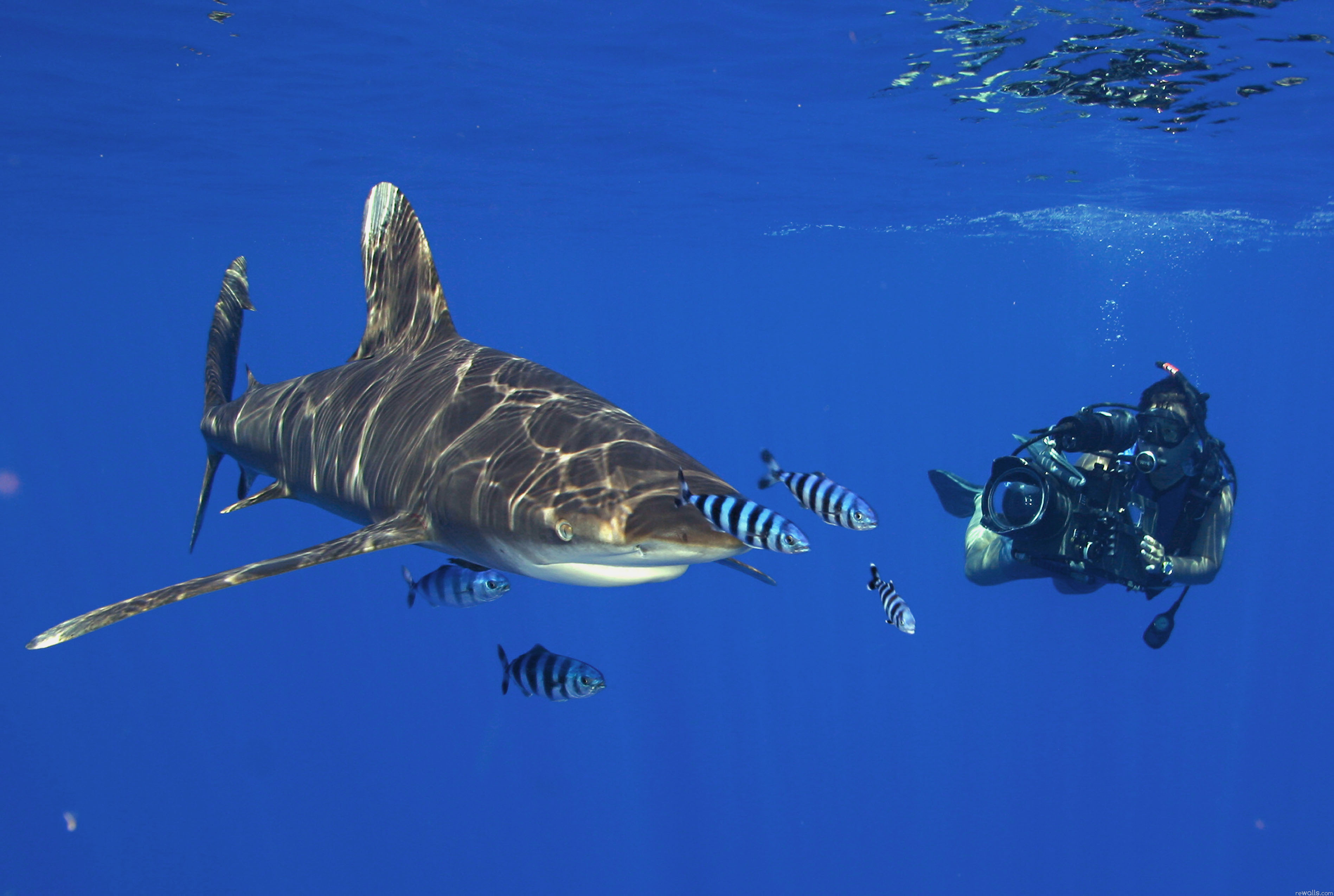 173483 descargar imagen animales, tiburón, tiburones: fondos de pantalla y protectores de pantalla gratis