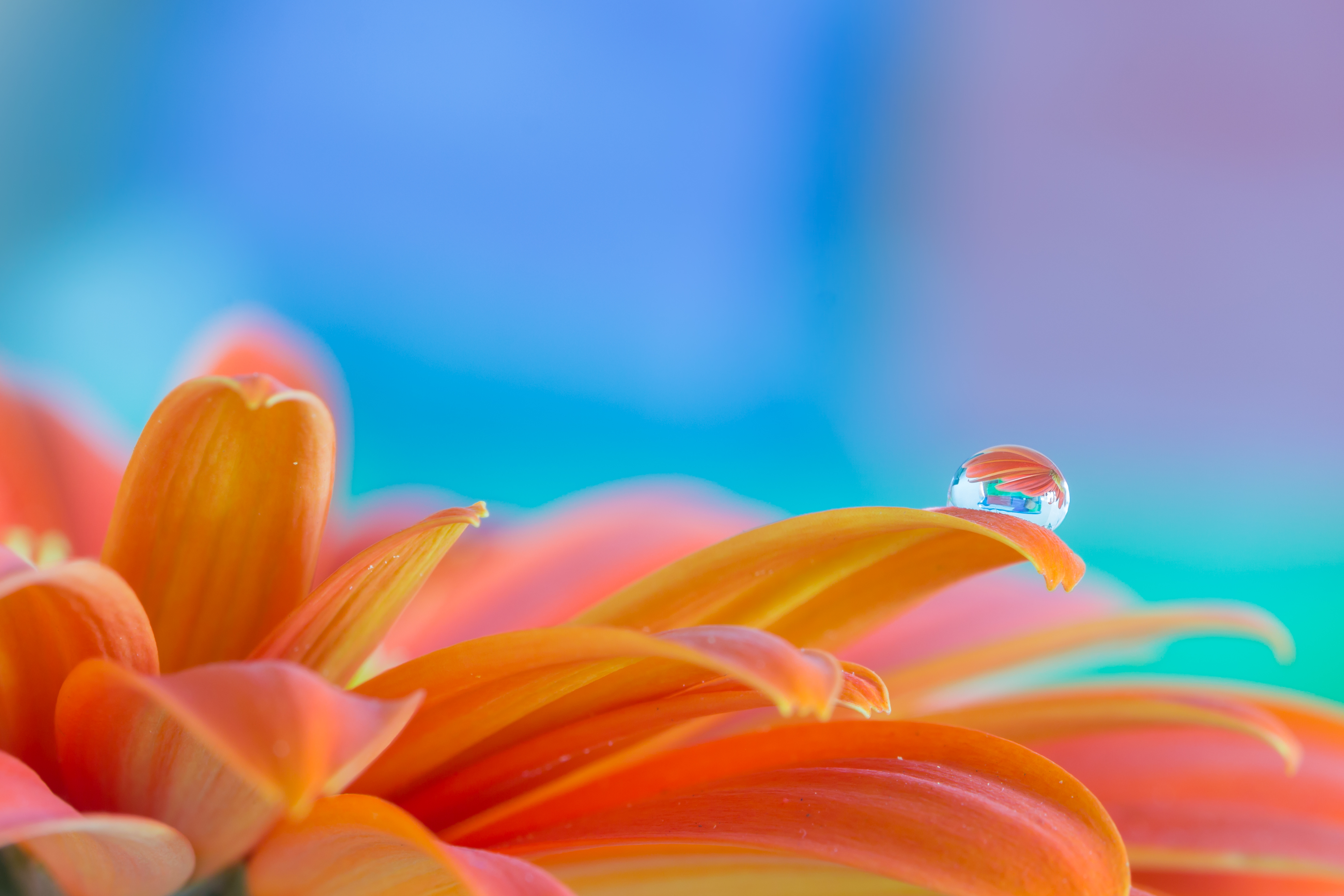 petals, drop, water, flower, macro