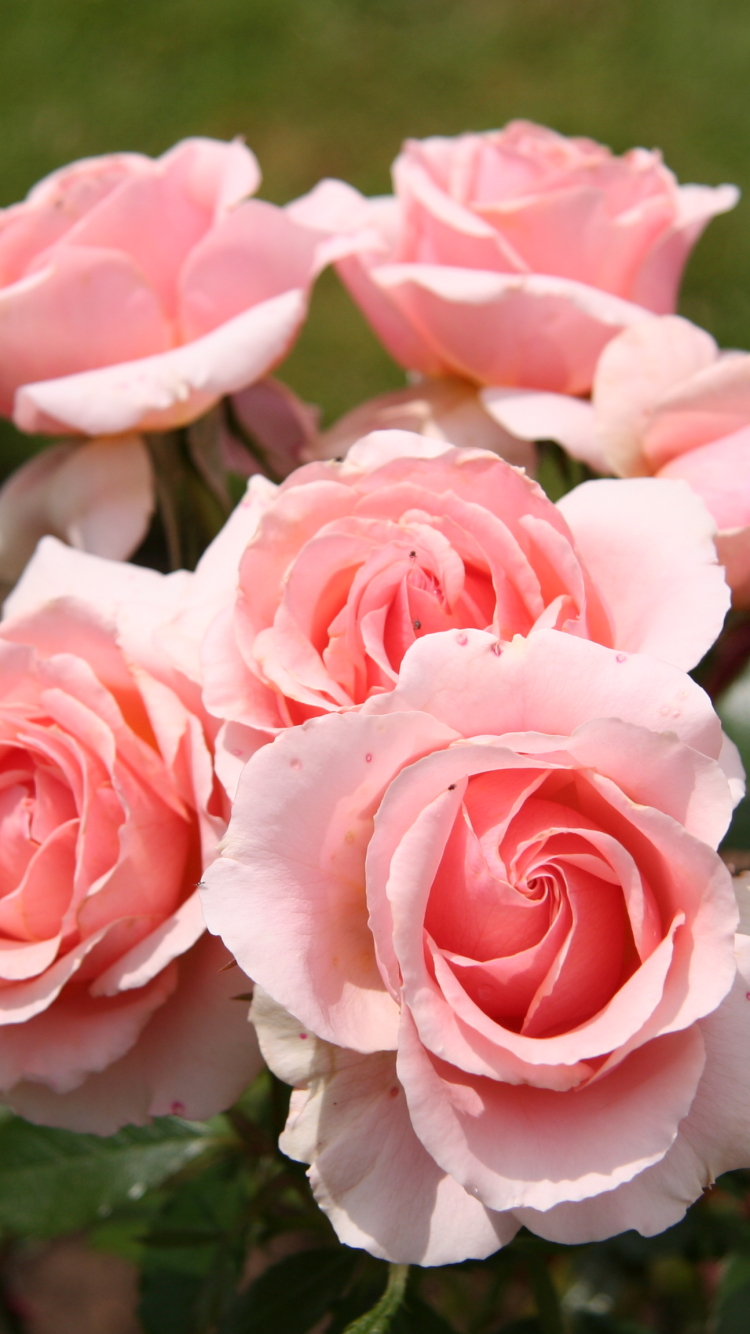Handy-Wallpaper Blumen, Rose, Erde/natur, Rosenstrauch kostenlos herunterladen.