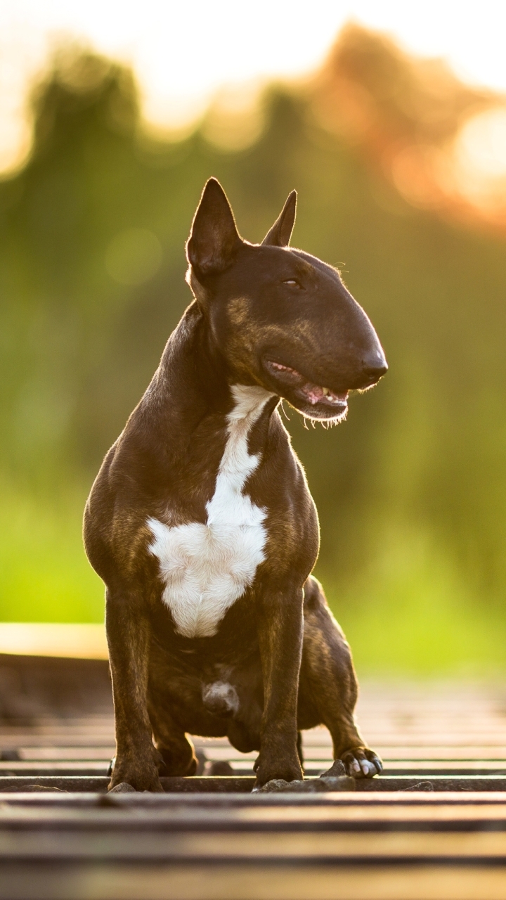 Download mobile wallpaper Dogs, Dog, Animal, Bull Terrier for free.