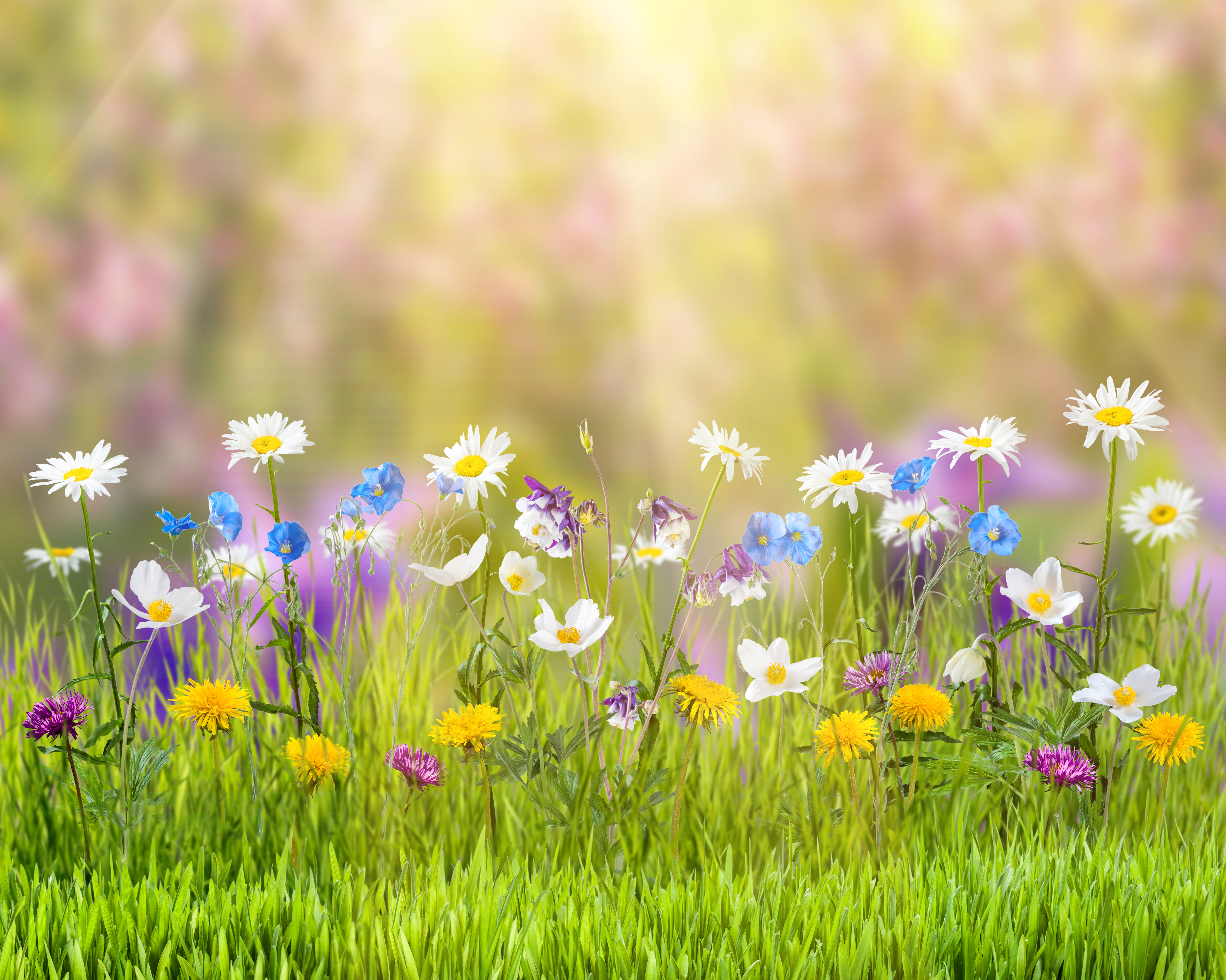 761811 скачать картинку весна, солнечно, природа, трава, желтый цветок, белый цветок, цветок, земля/природа - обои и заставки бесплатно