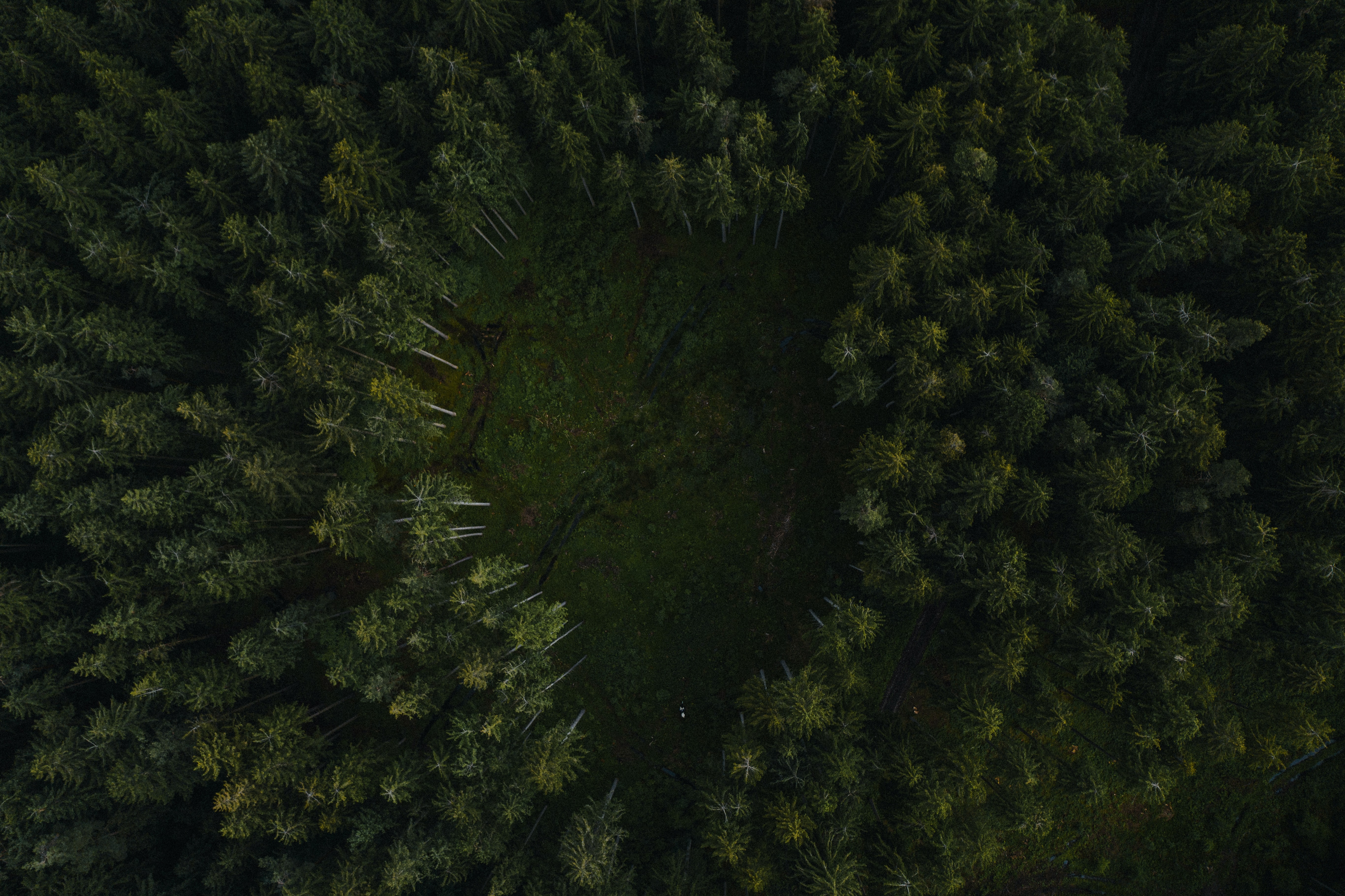 Download mobile wallpaper View From Above, Forest, Path, Trees, Nature for free.