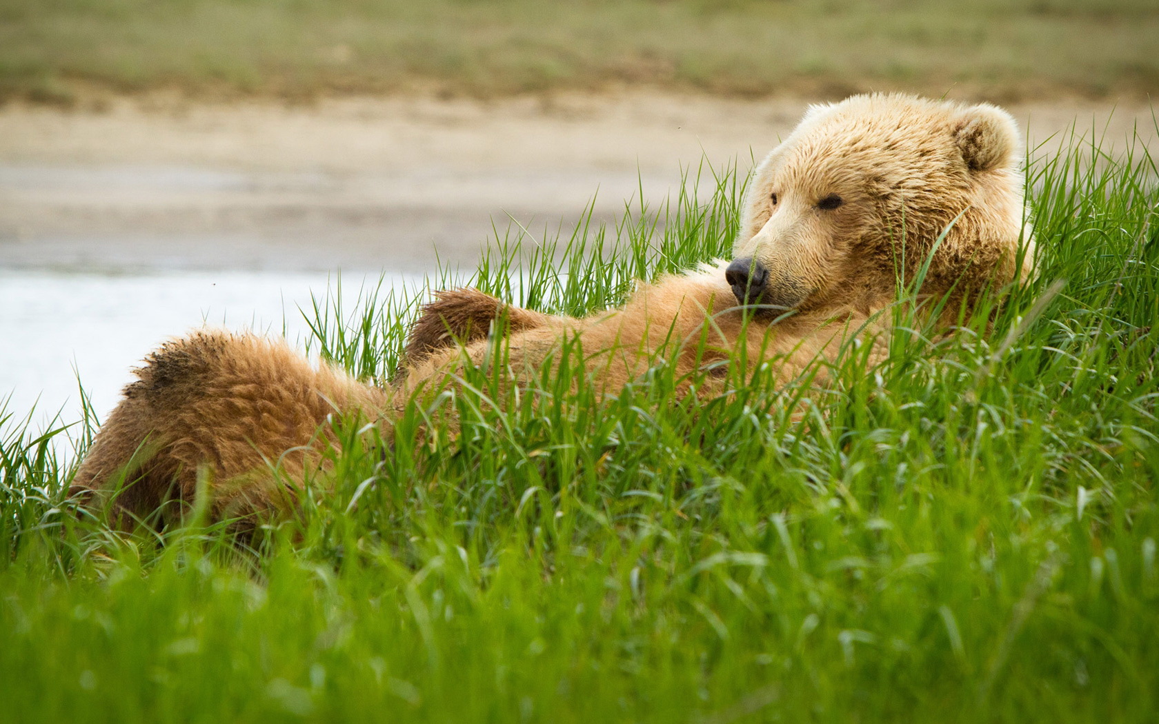 Laden Sie das Tiere, Bär-Bild kostenlos auf Ihren PC-Desktop herunter