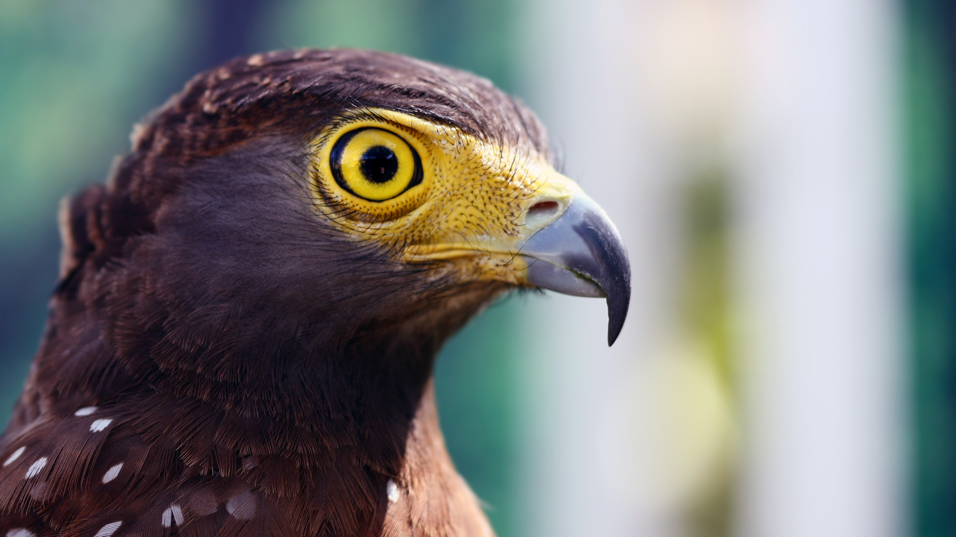 Téléchargez gratuitement l'image Animaux, Aigle sur le bureau de votre PC