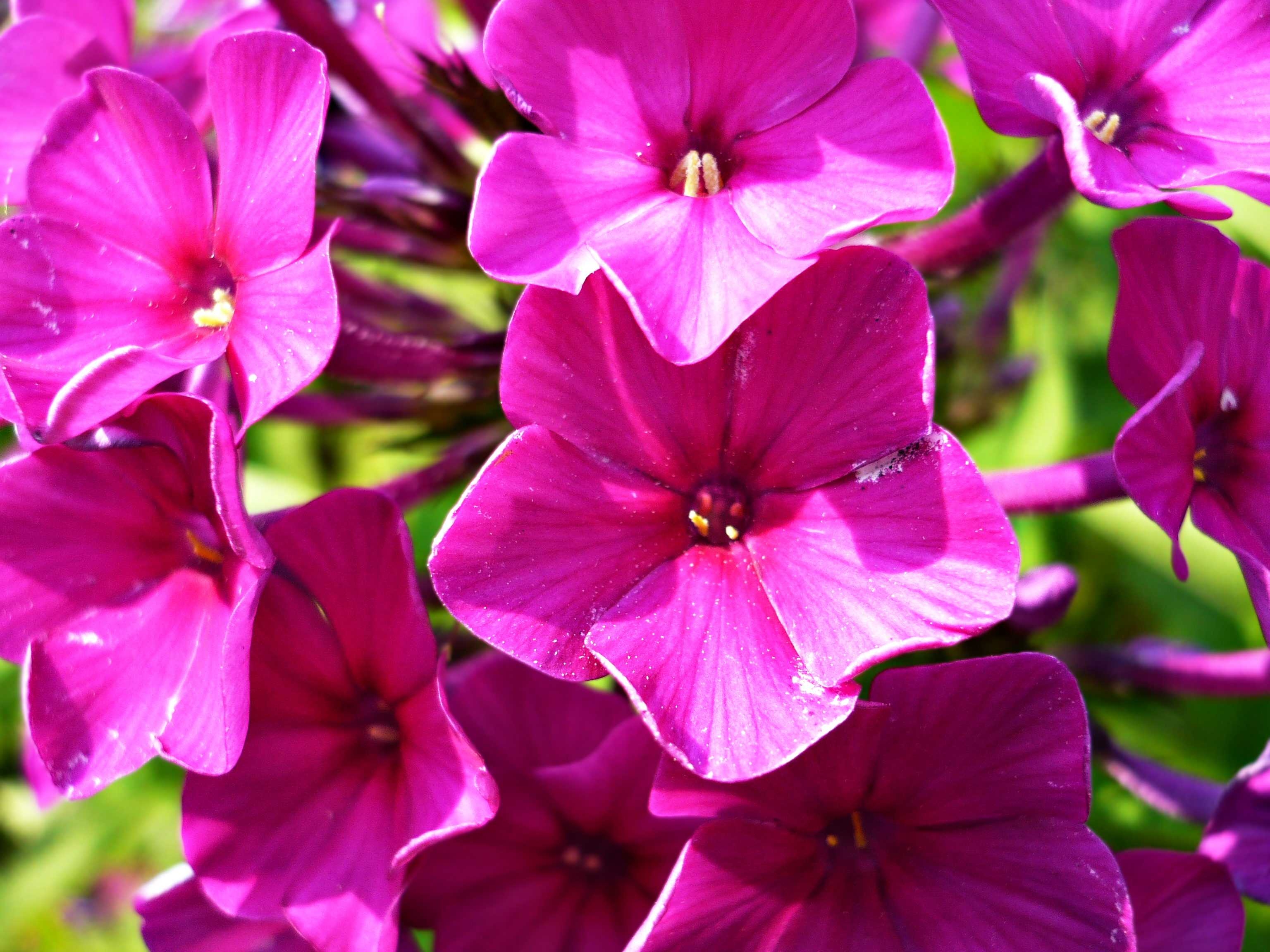 Téléchargez gratuitement l'image Fleurs, Fleur, Terre/nature sur le bureau de votre PC