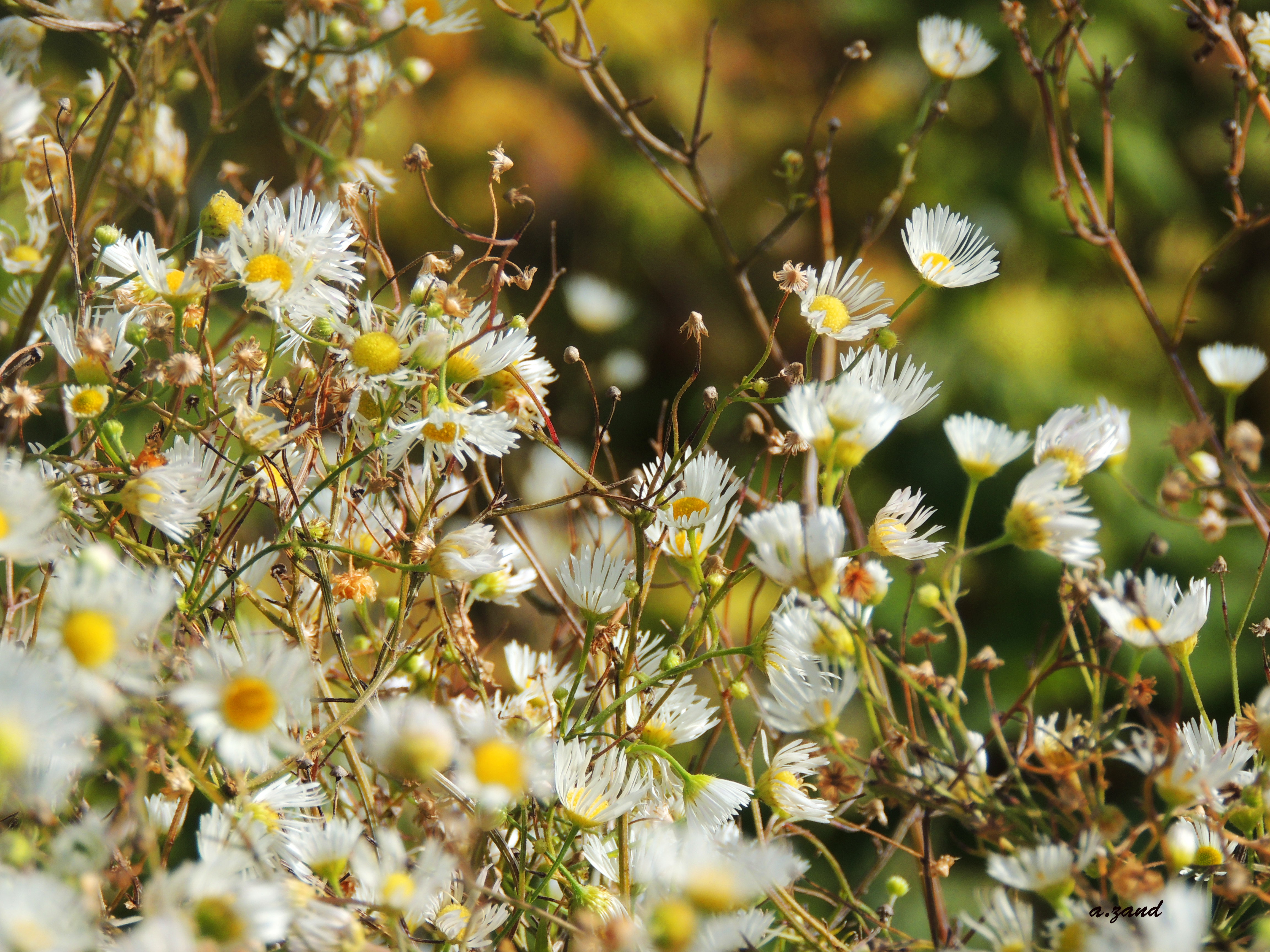 Free download wallpaper Flowers, Flower, Earth on your PC desktop