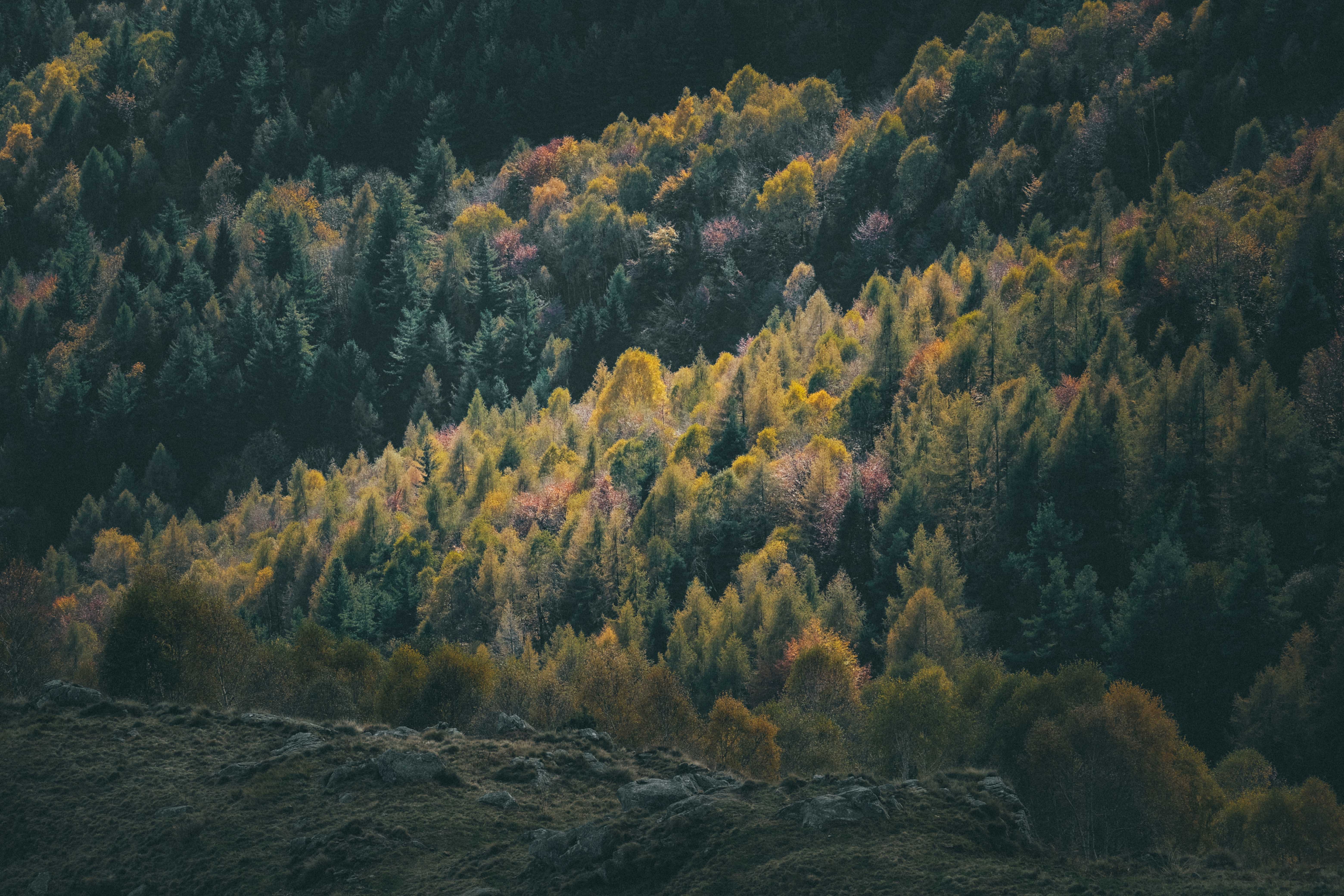 Laden Sie das Natur, Nadel, Hügel, Hill, Bäume, Wald, Nadelholz-Bild kostenlos auf Ihren PC-Desktop herunter