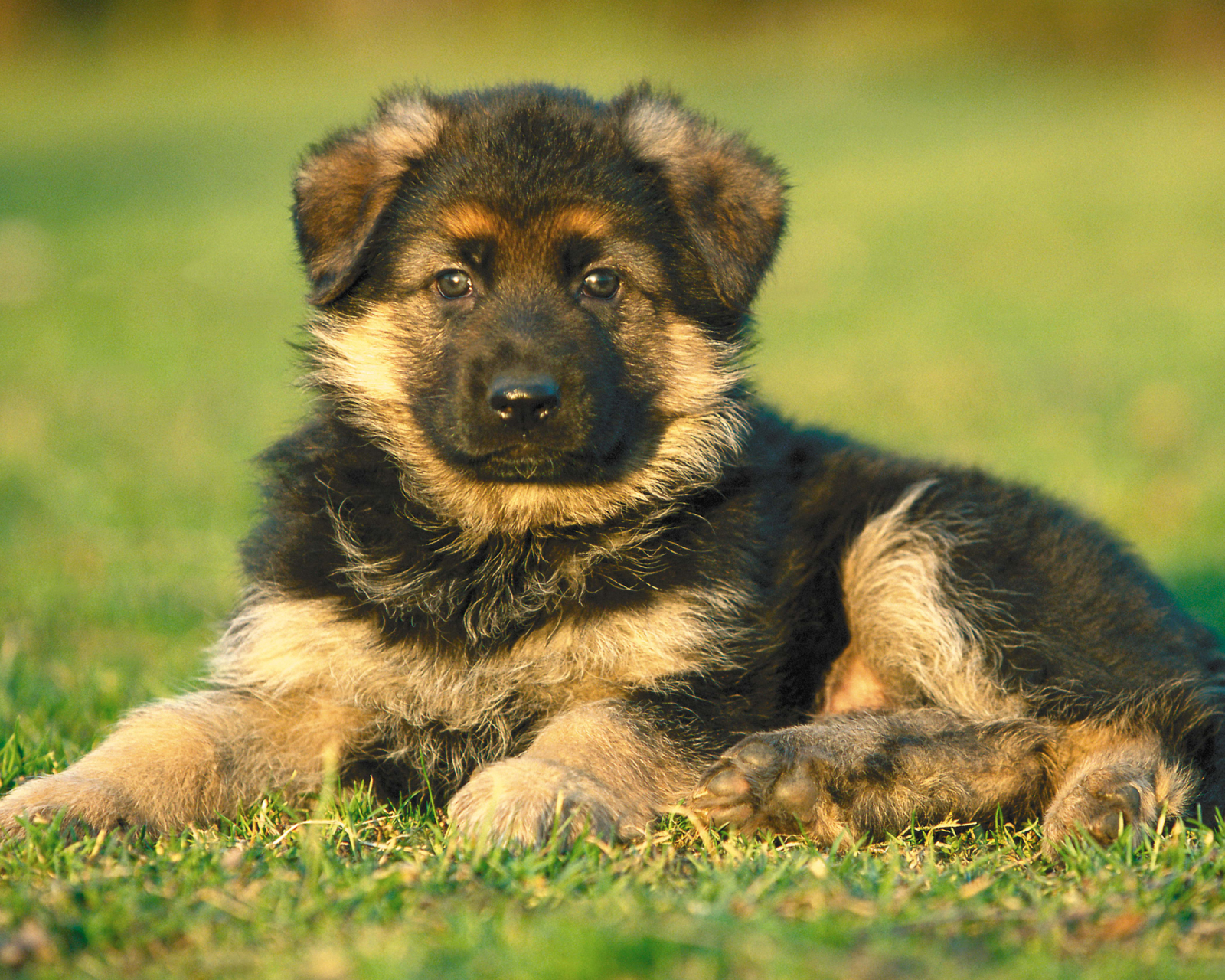 Descarga gratuita de fondo de pantalla para móvil de Perros, Perro, Animales.