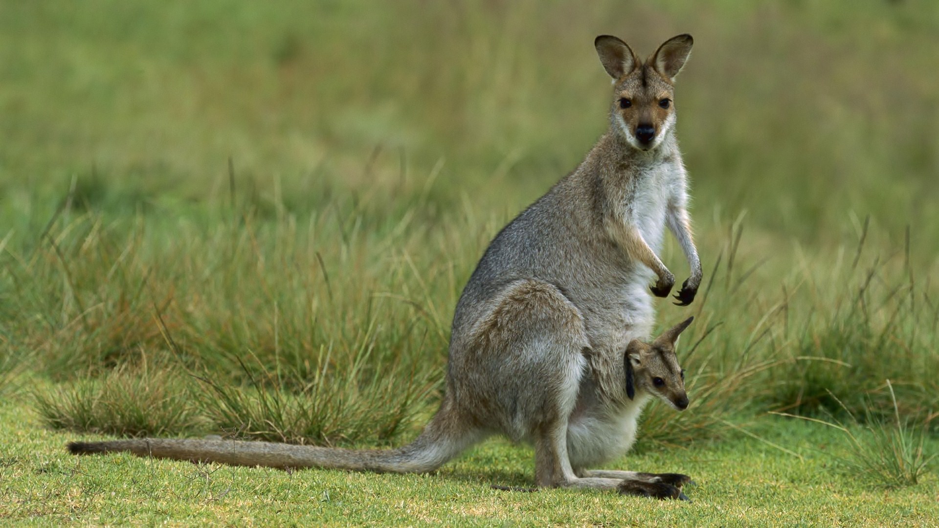 Download mobile wallpaper Nature, Kangaroo, Animal for free.