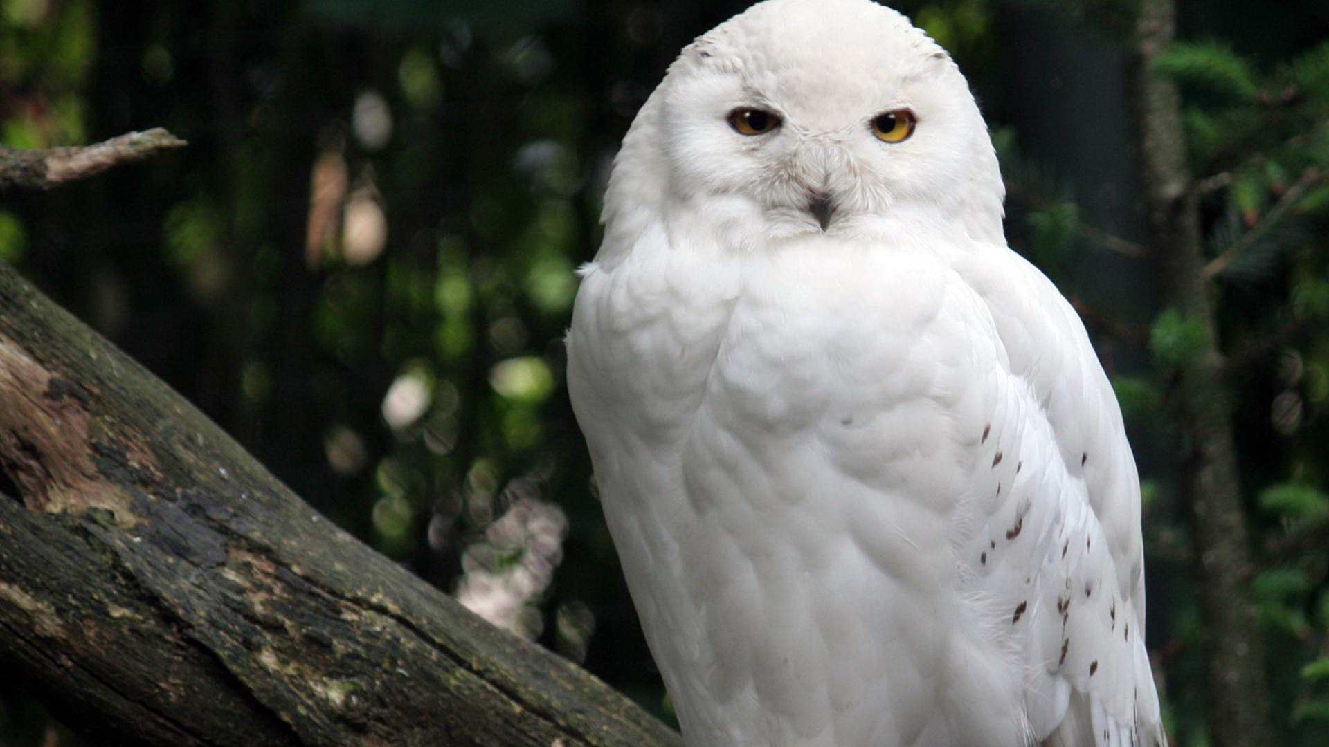 Téléchargez gratuitement l'image Animaux, Harfang Des Neiges sur le bureau de votre PC