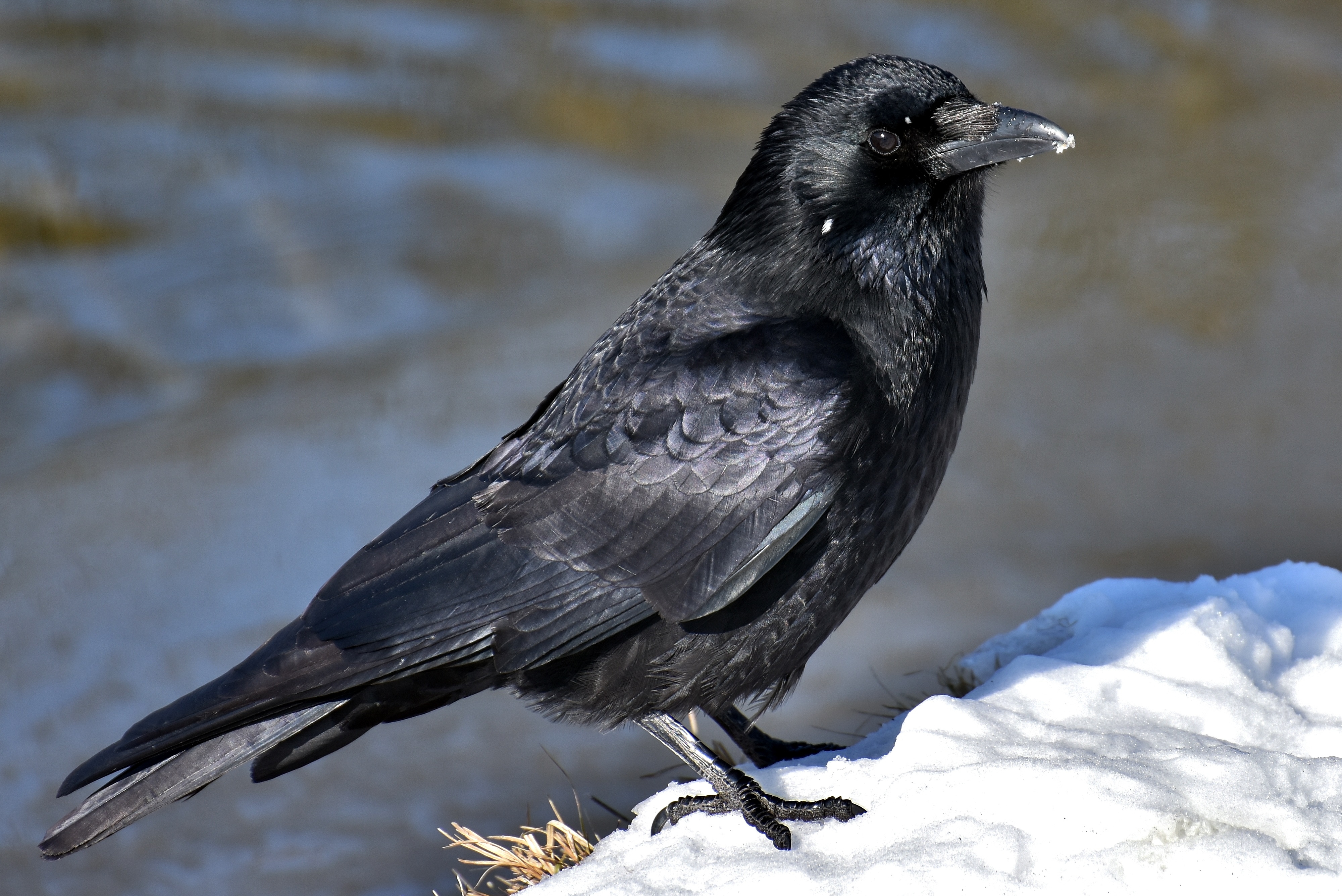 Download mobile wallpaper Bird, Animal, Crow for free.