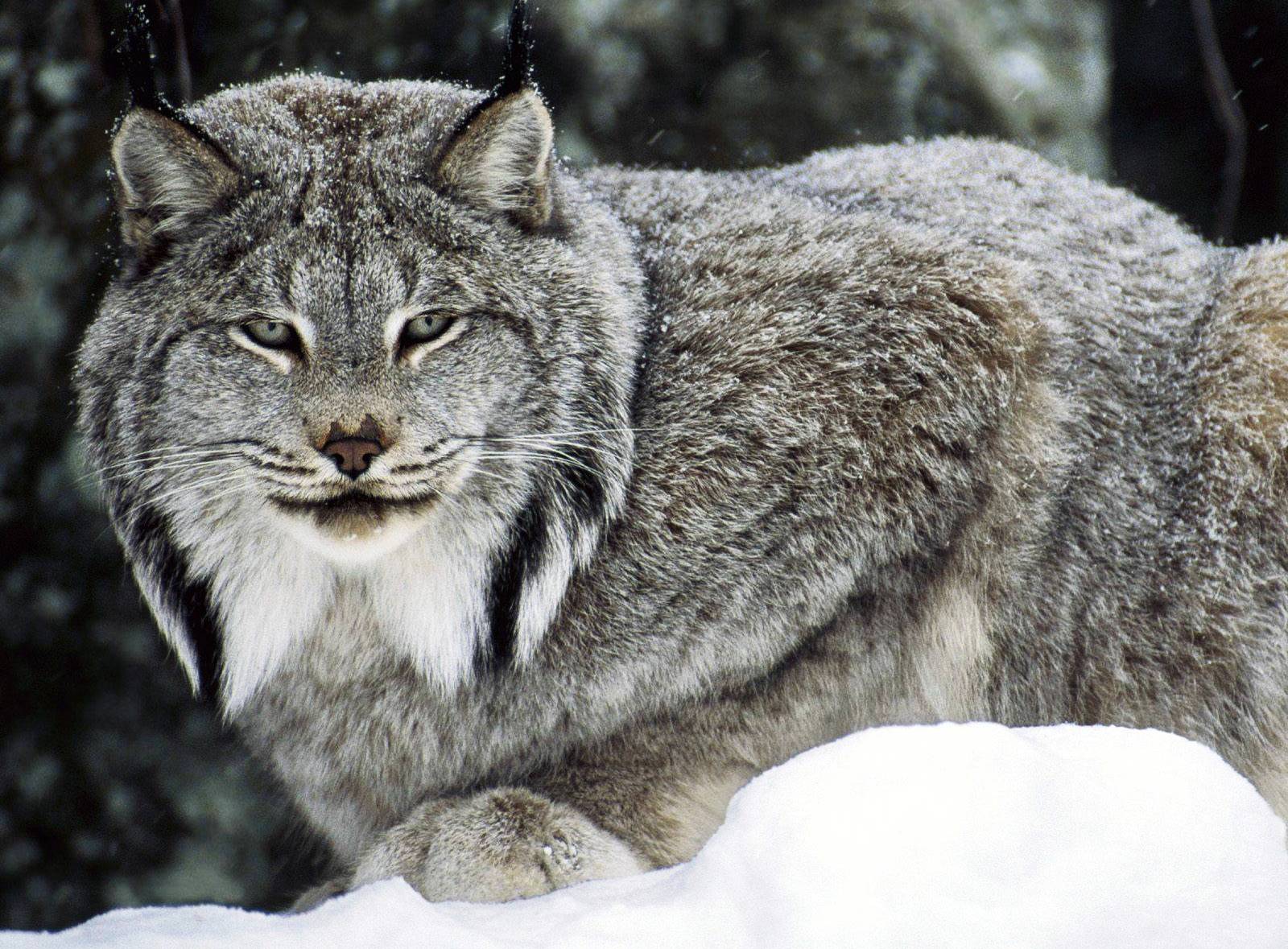 Download mobile wallpaper Animal, Lynx for free.