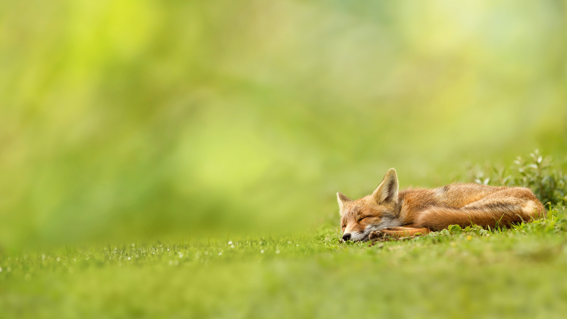 Free download wallpaper Fox, Animal on your PC desktop