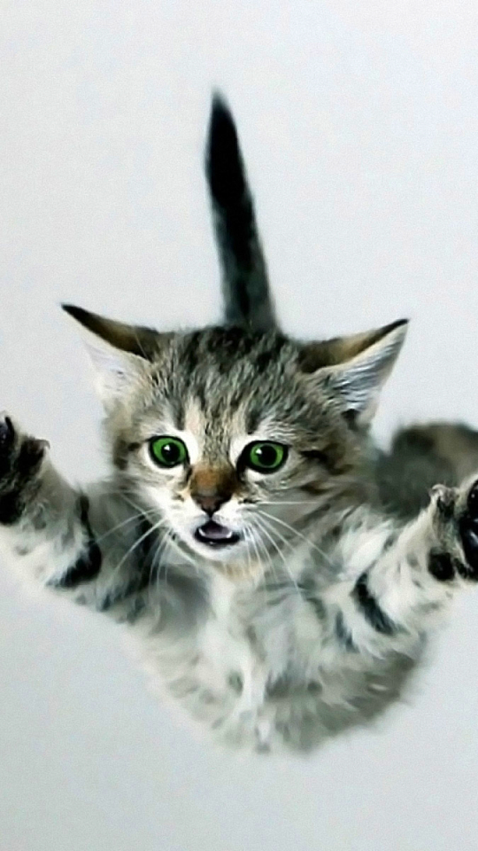 Baixar papel de parede para celular de Animais, Gatos, Gato, Gatinho gratuito.