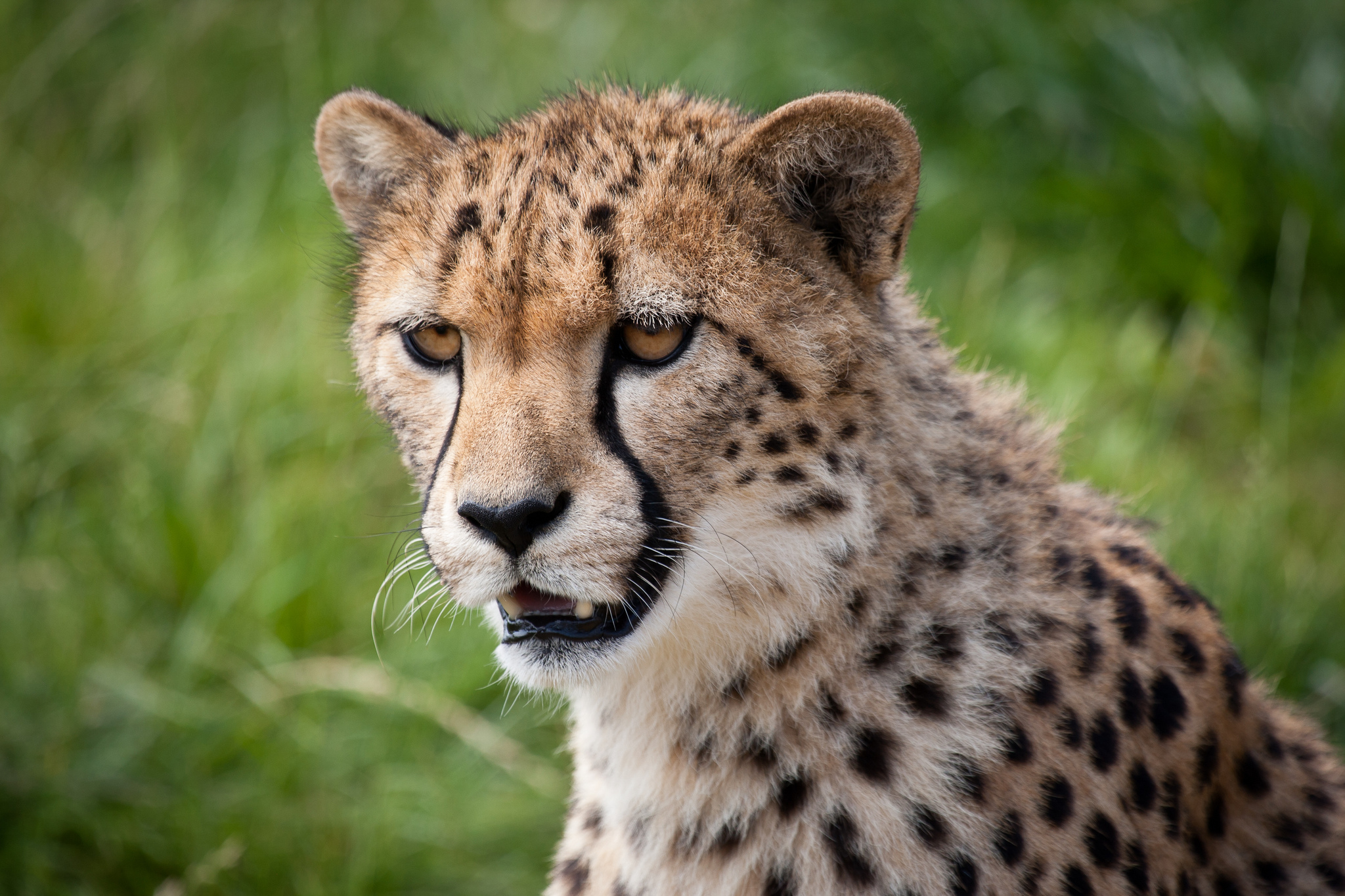 307099 descargar imagen animales, guepardo, gatos: fondos de pantalla y protectores de pantalla gratis