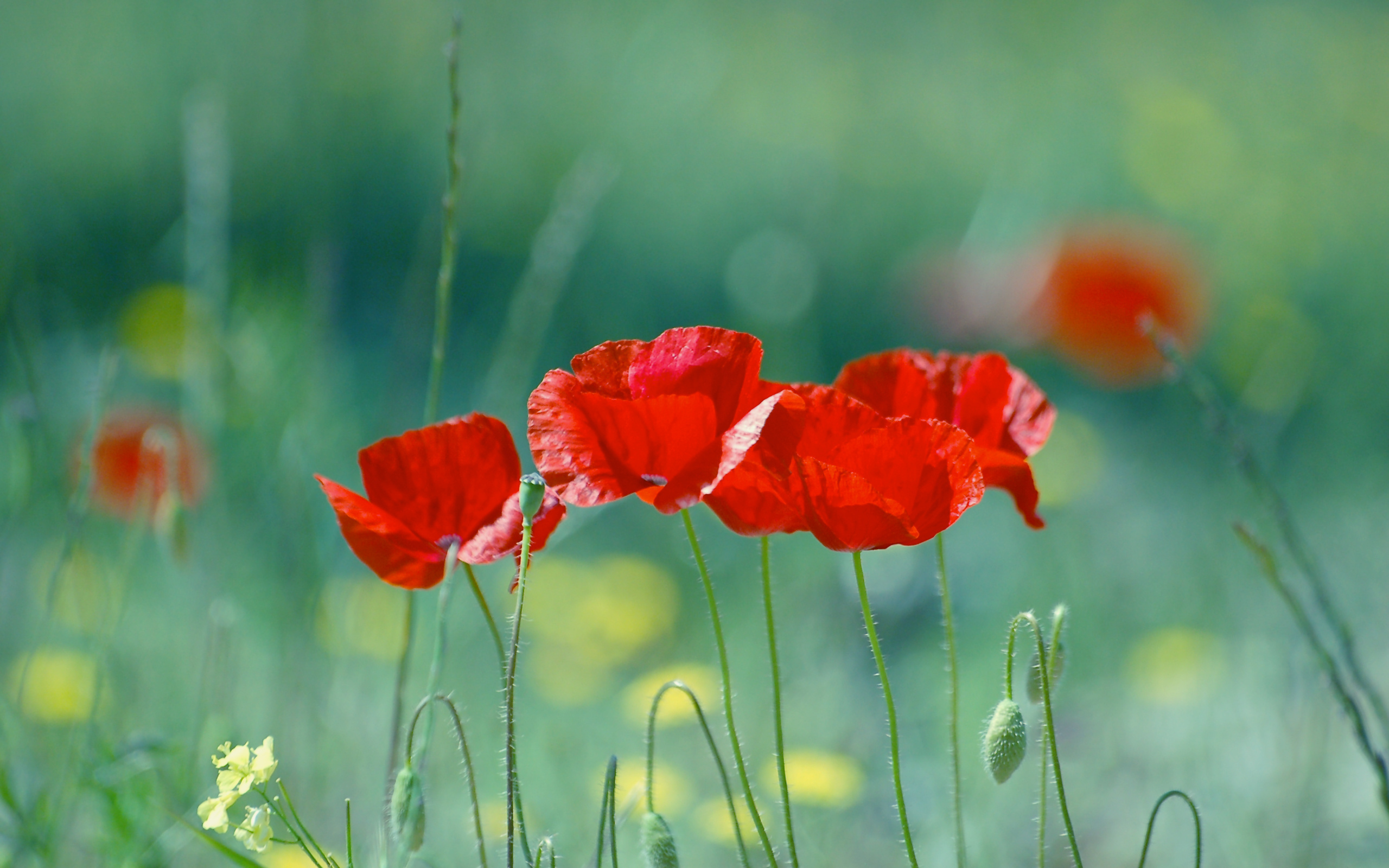 Téléchargez gratuitement l'image Fleurs, Coquelicot, Terre/nature sur le bureau de votre PC