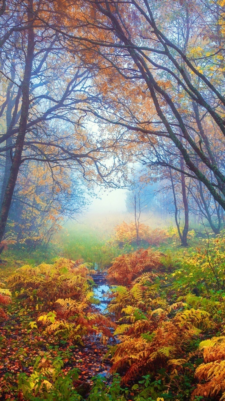 Download mobile wallpaper Forest, Fog, Fall, Earth for free.