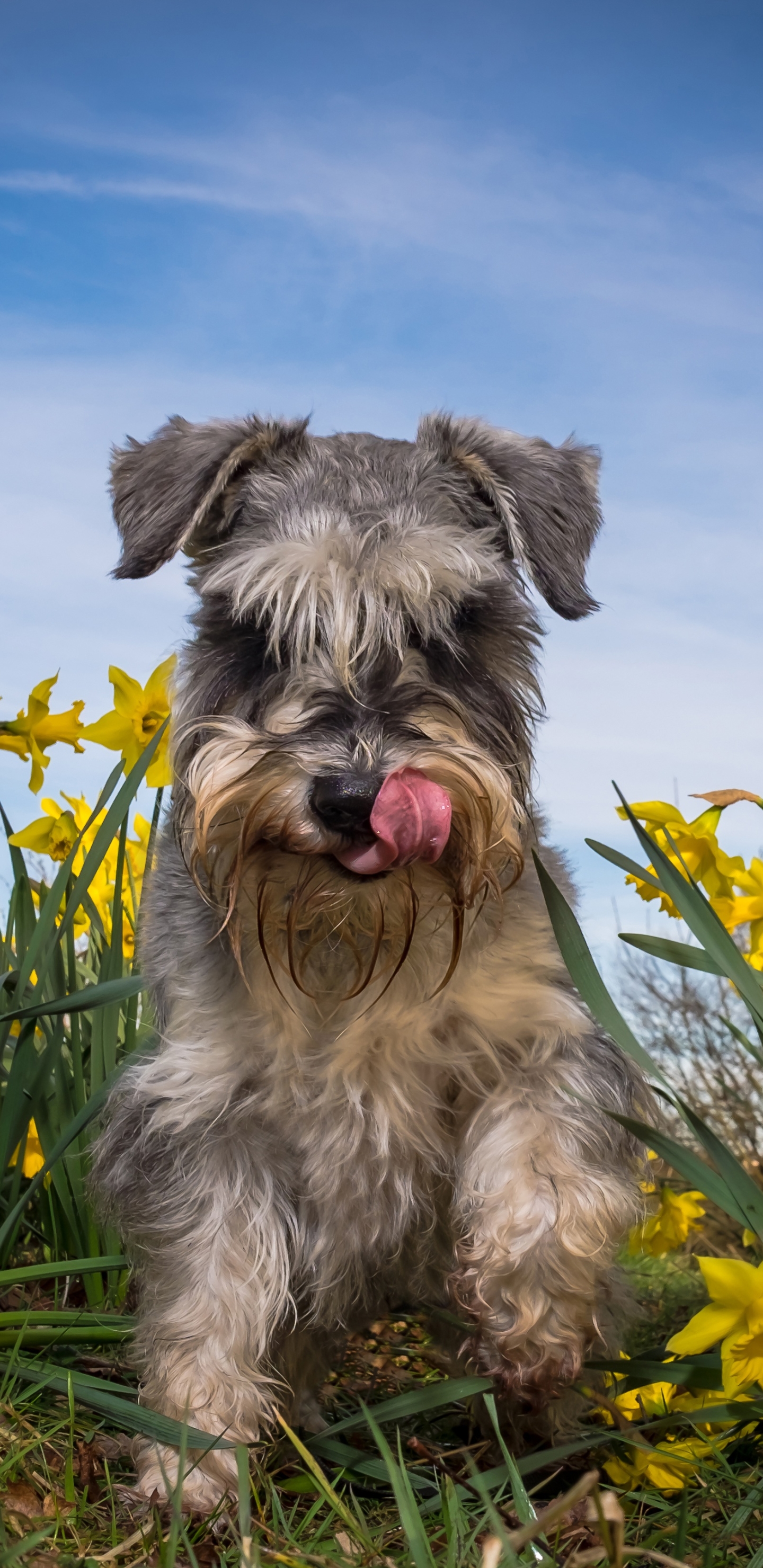 animal, schnauzer, daffodil, yellow flower, dog, dogs