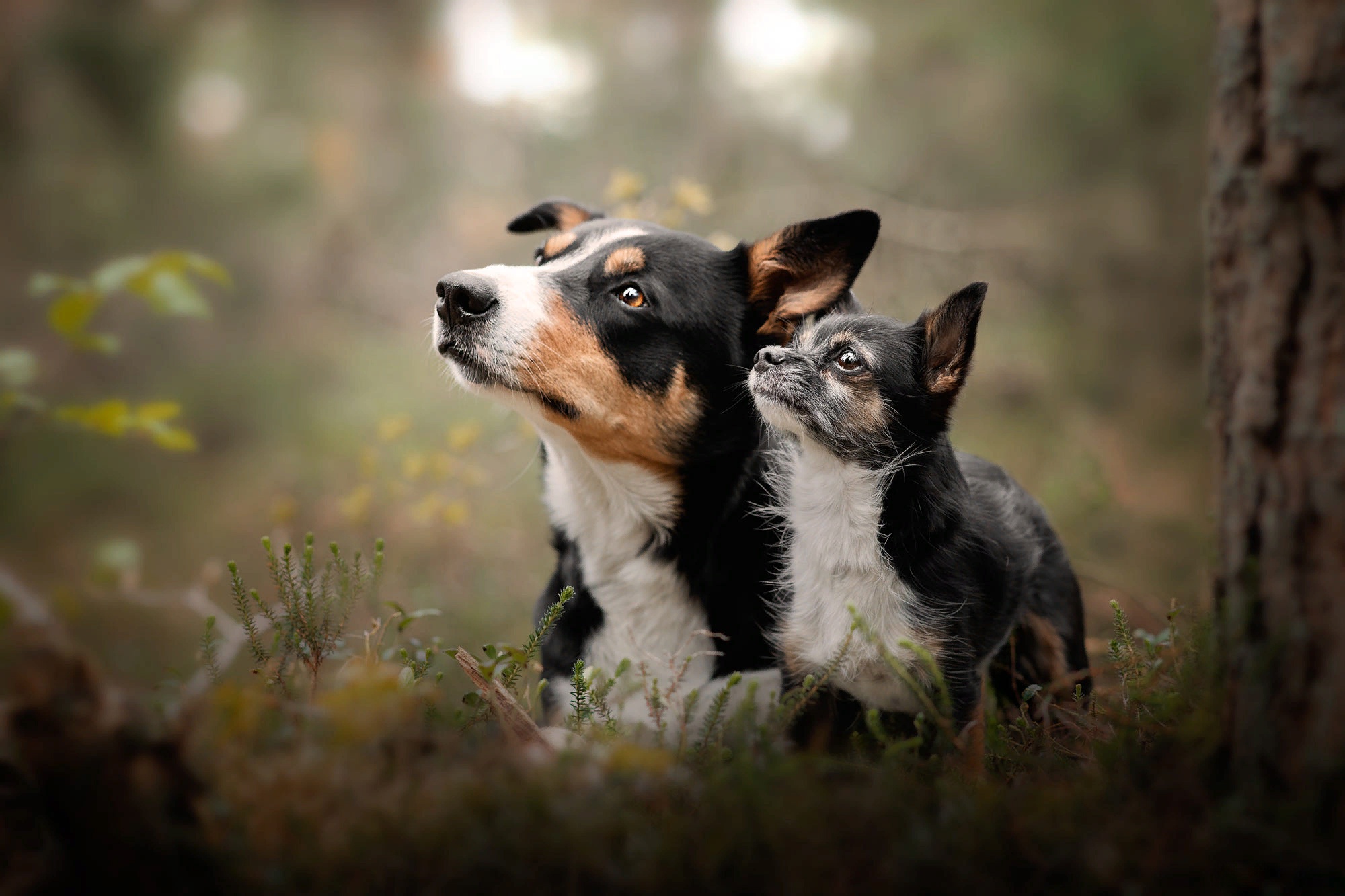 Baixar papel de parede para celular de Animais, Cães, Cão gratuito.