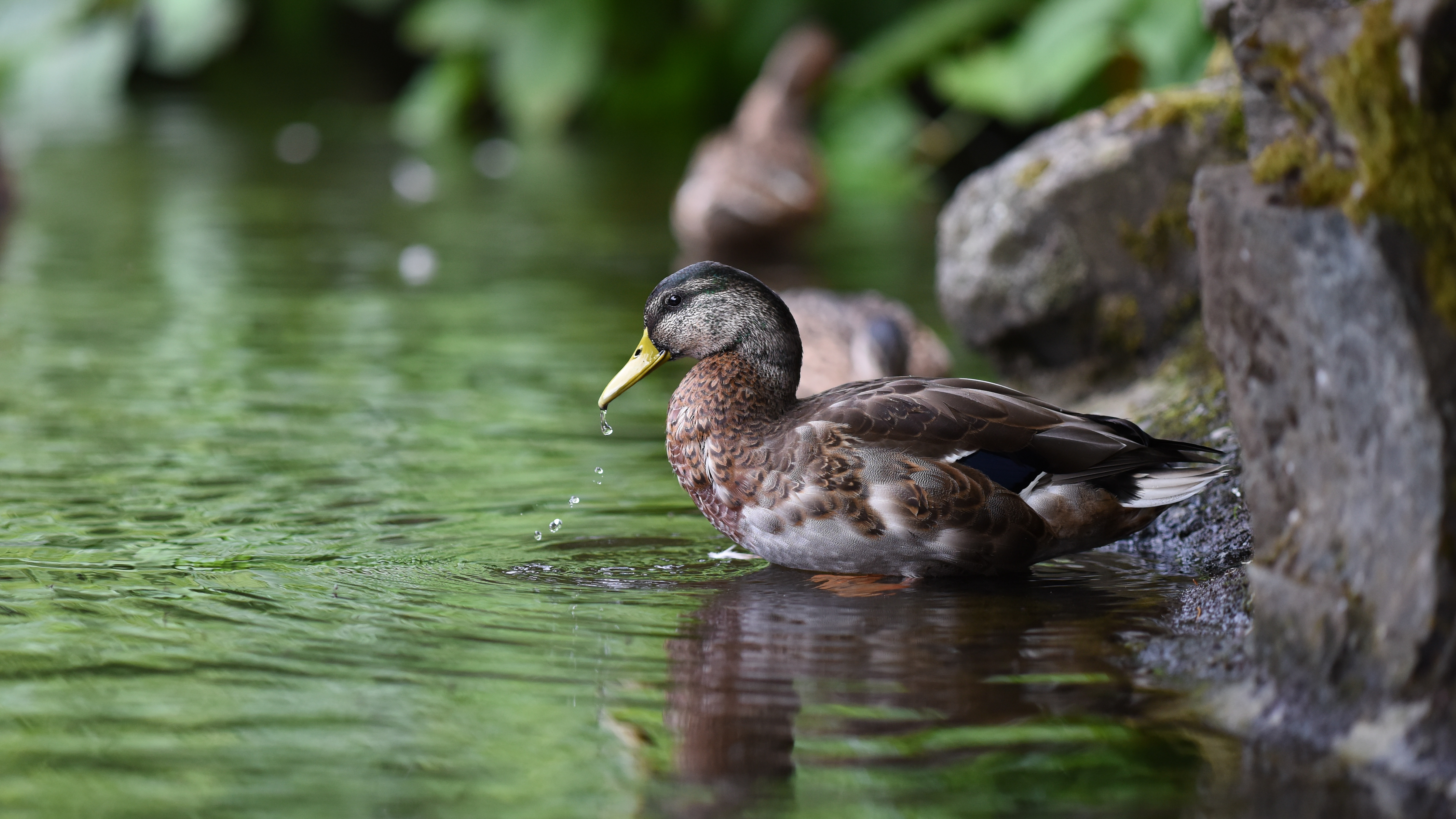 Download mobile wallpaper Birds, Water, Bird, Animal, Duck for free.