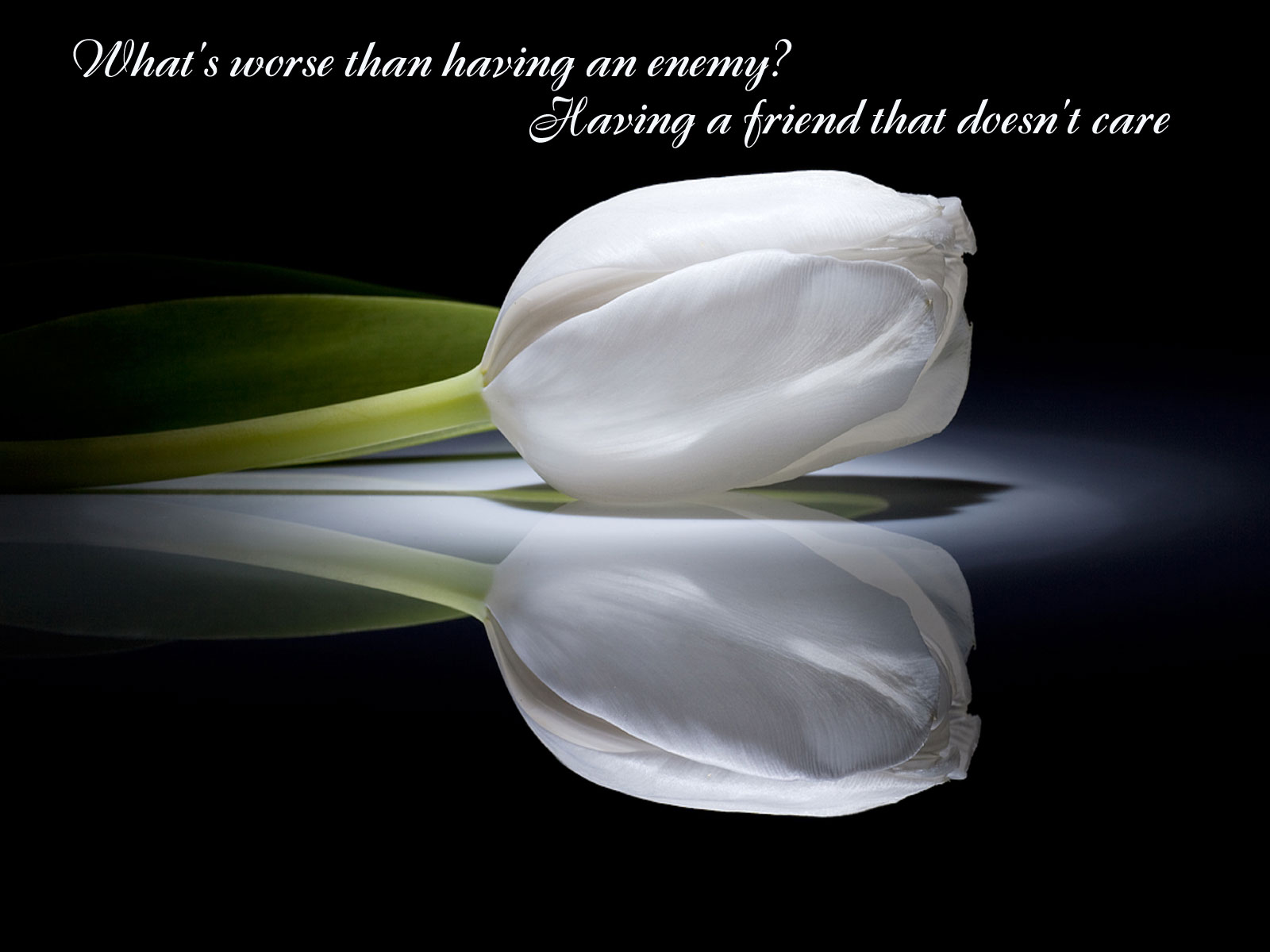 552541 télécharger l'image divers, citation, fleur, humeur, triste, tulipe - fonds d'écran et économiseurs d'écran gratuits
