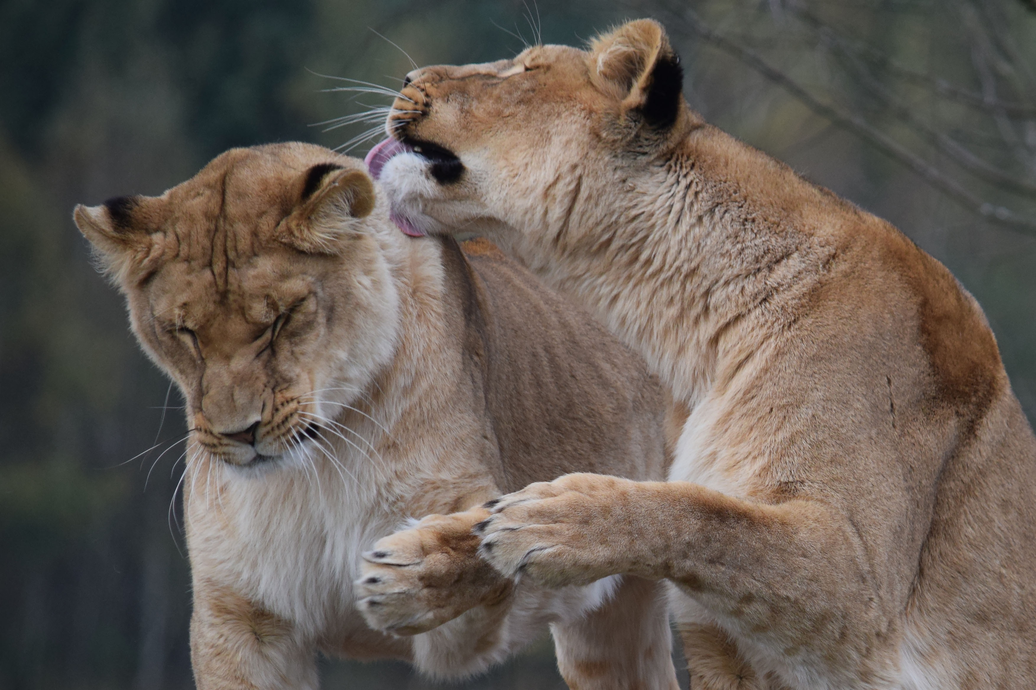 Laden Sie das Tiere, Katzen, Löwe-Bild kostenlos auf Ihren PC-Desktop herunter