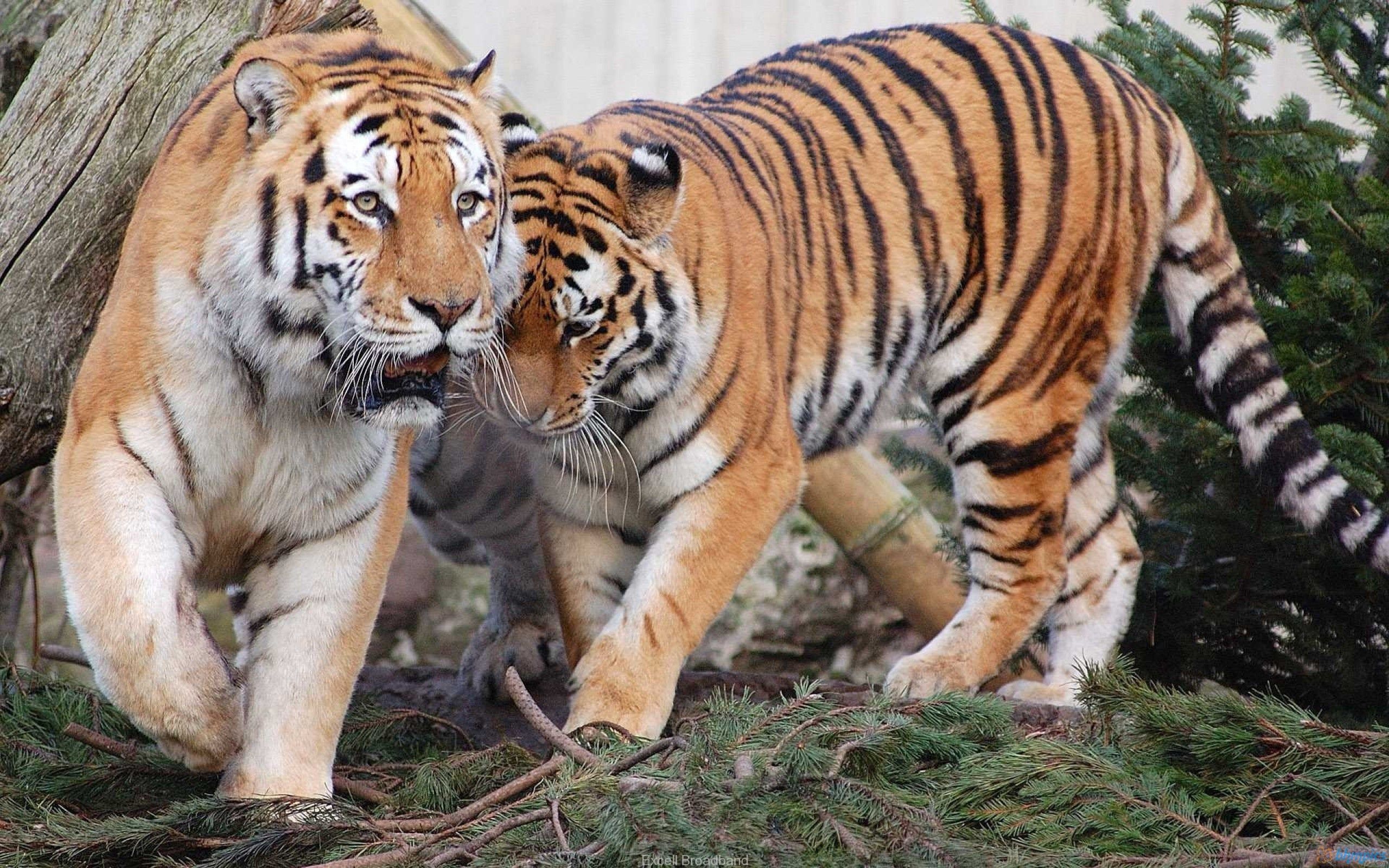 predators, couple, animals, tigers, pair HD wallpaper