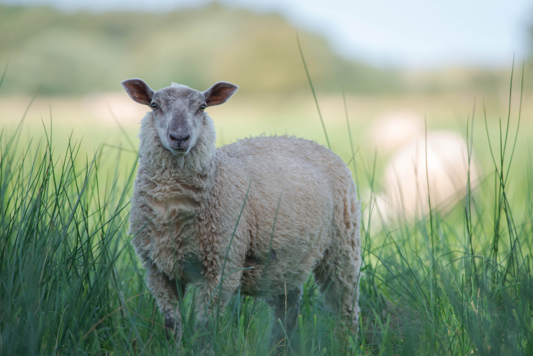 589433 скачать картинку овец, животные - обои и заставки бесплатно