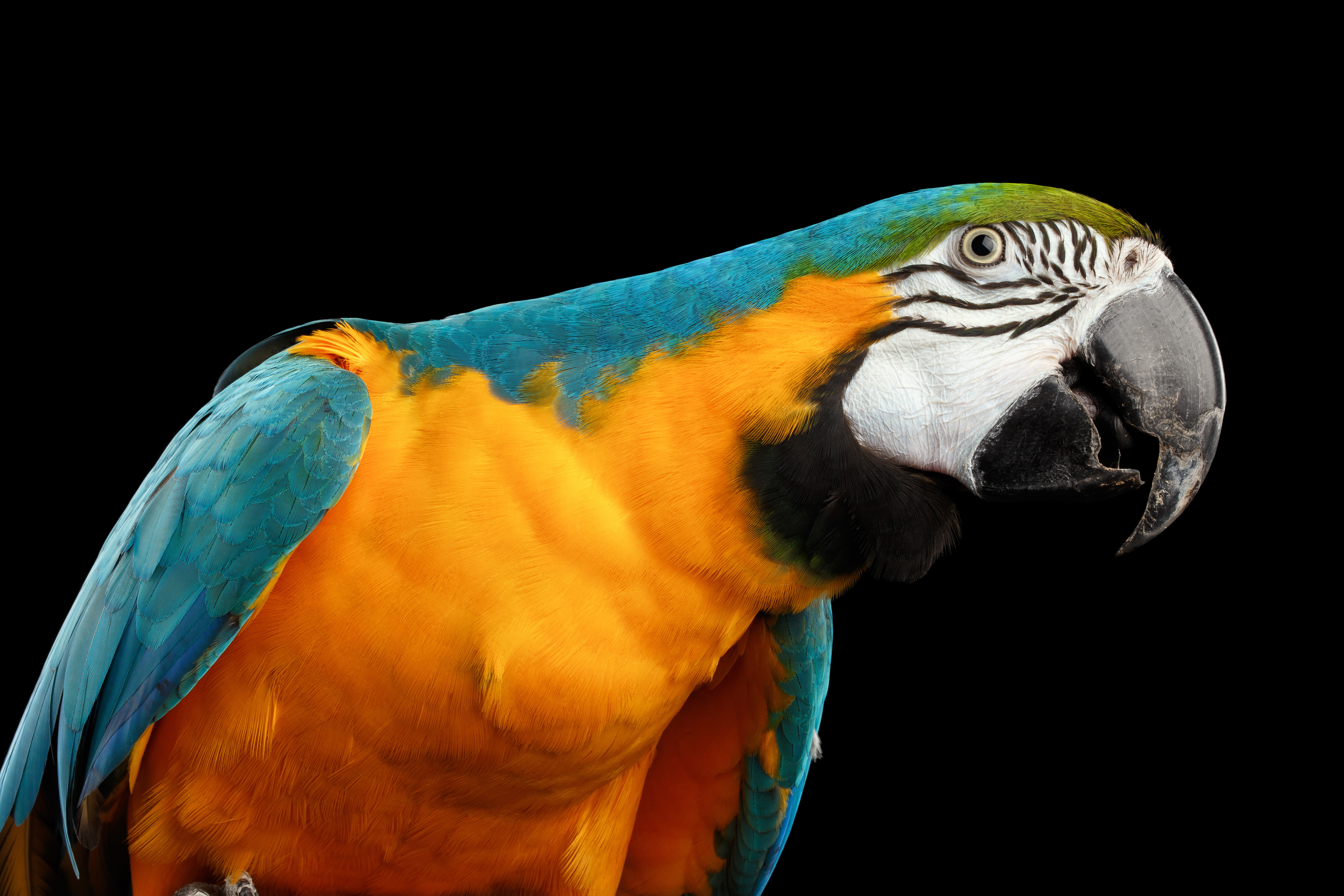 Download mobile wallpaper Birds, Bird, Animal, Blue And Yellow Macaw for free.