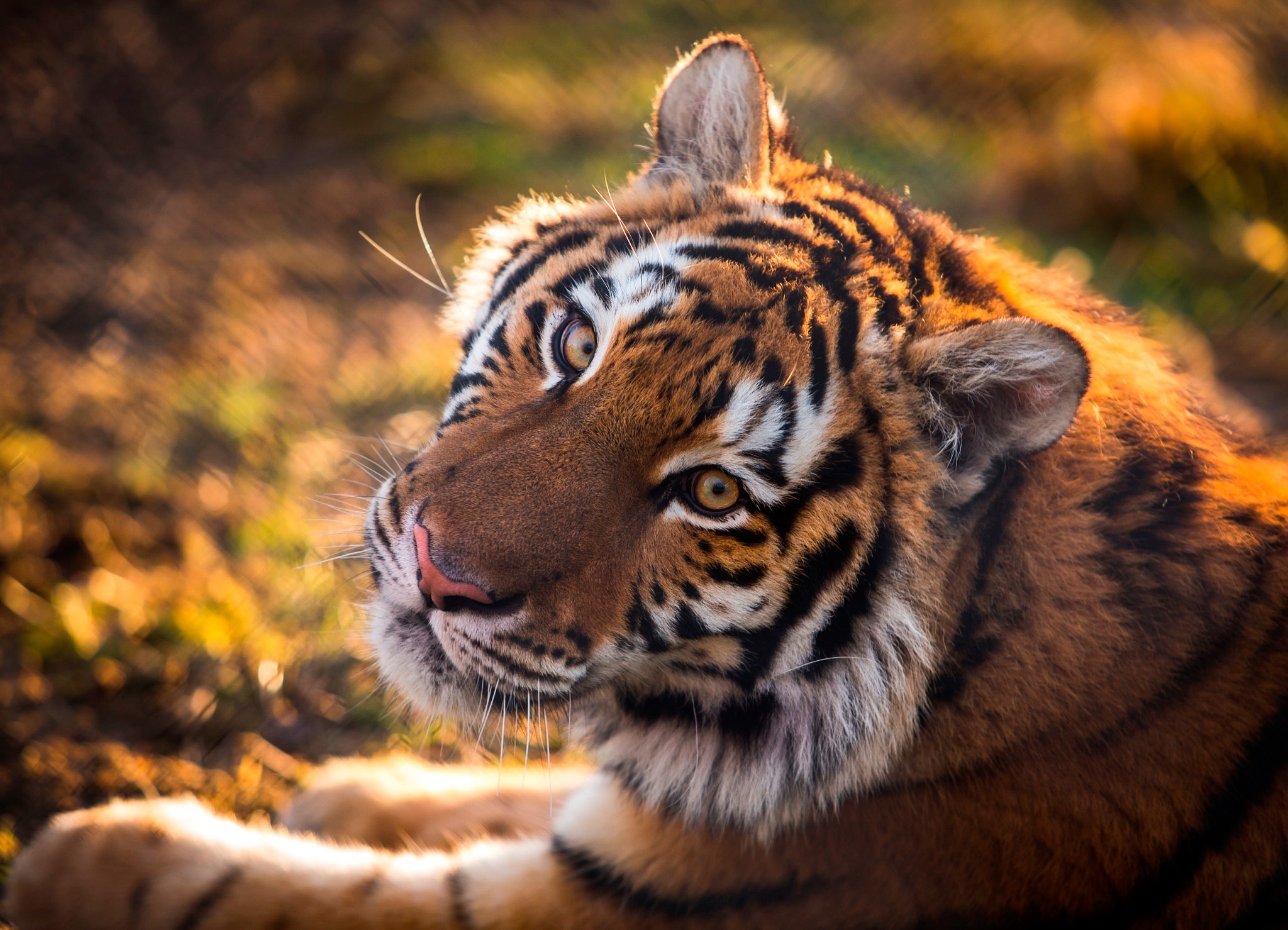 PCデスクトップに動物, 猫, 虎, 見詰める画像を無料でダウンロード