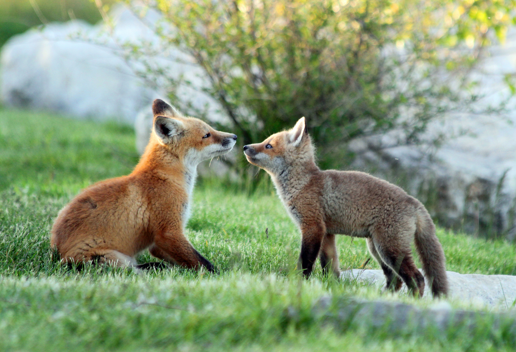 Download mobile wallpaper Grass, Fox, Animal, Baby Animal, Cub for free.