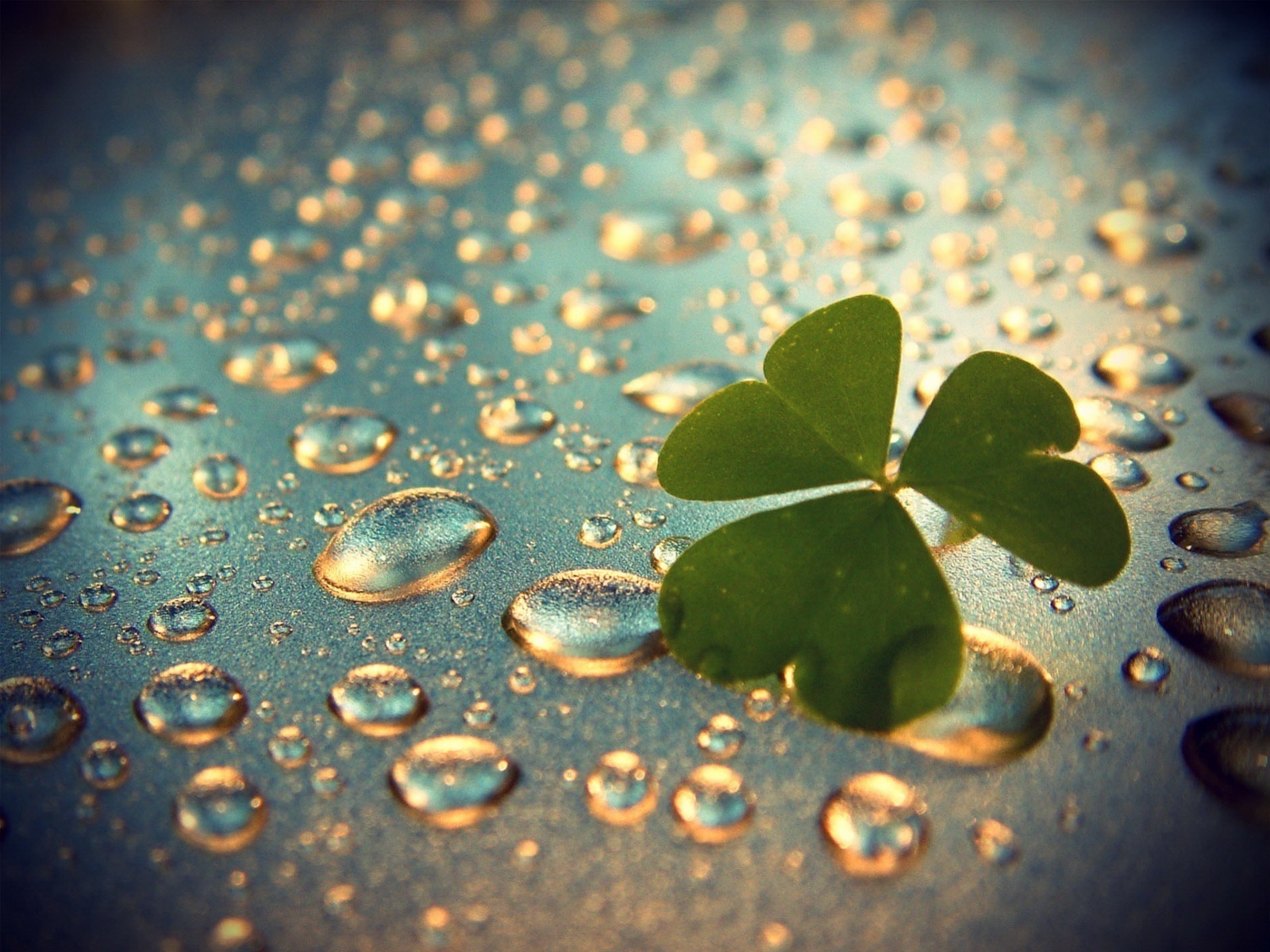Download mobile wallpaper Drops, Leaves, Water, Plants, Background for free.