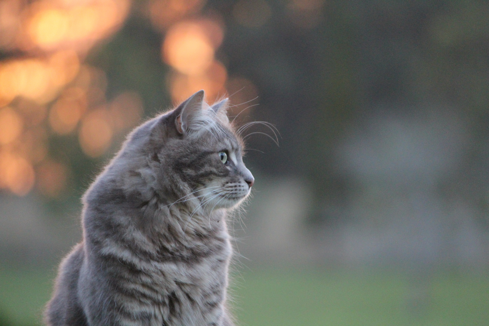 Descarga gratuita de fondo de pantalla para móvil de Gato, Gatos, Animales.